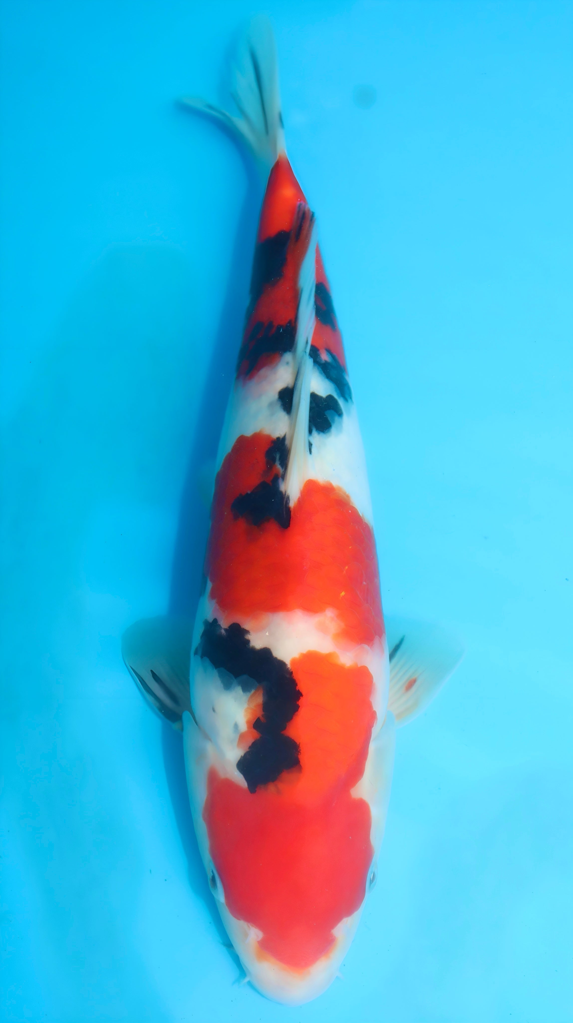 26SFF002S Sanke