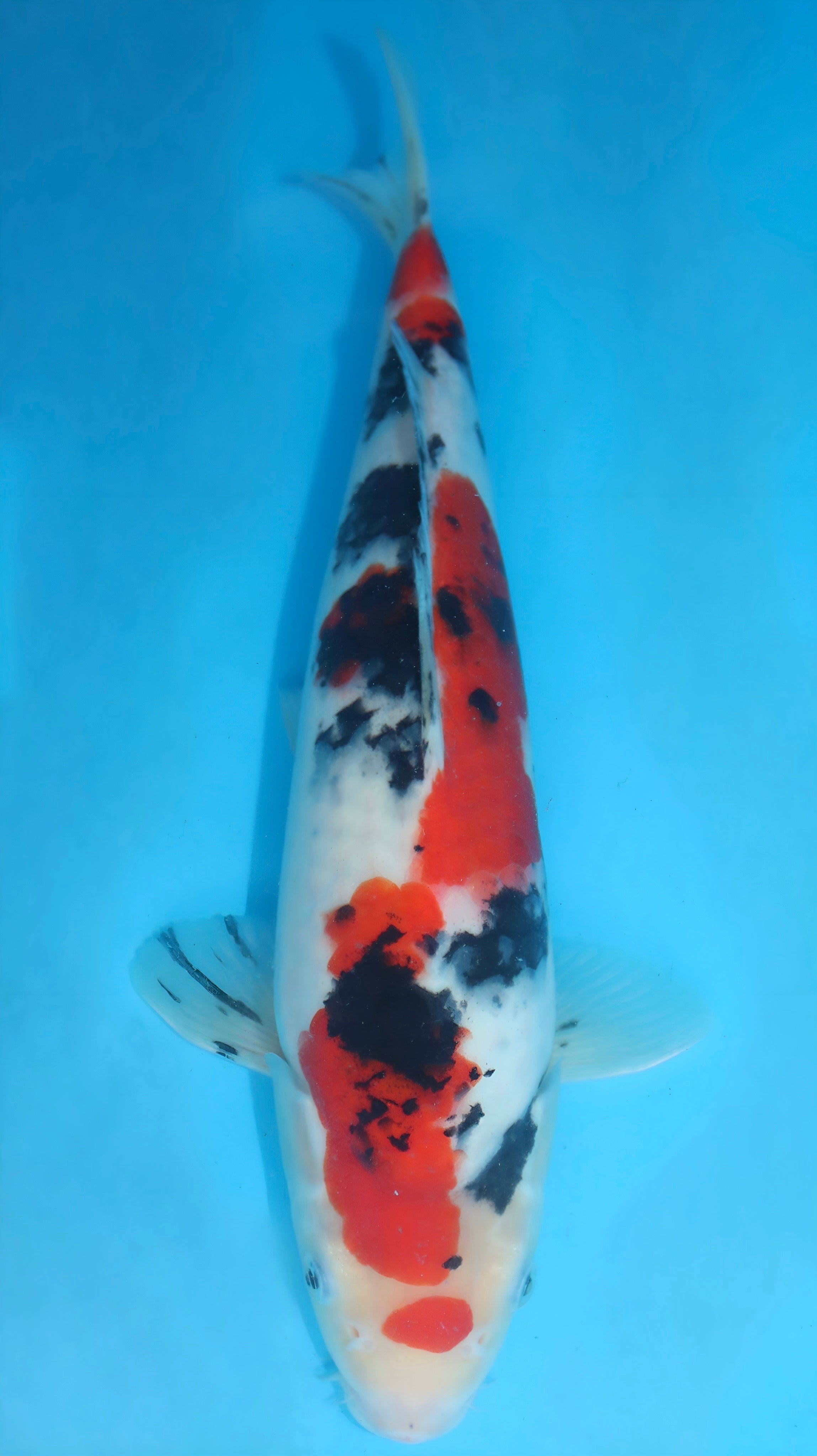26SFF036S Sanke