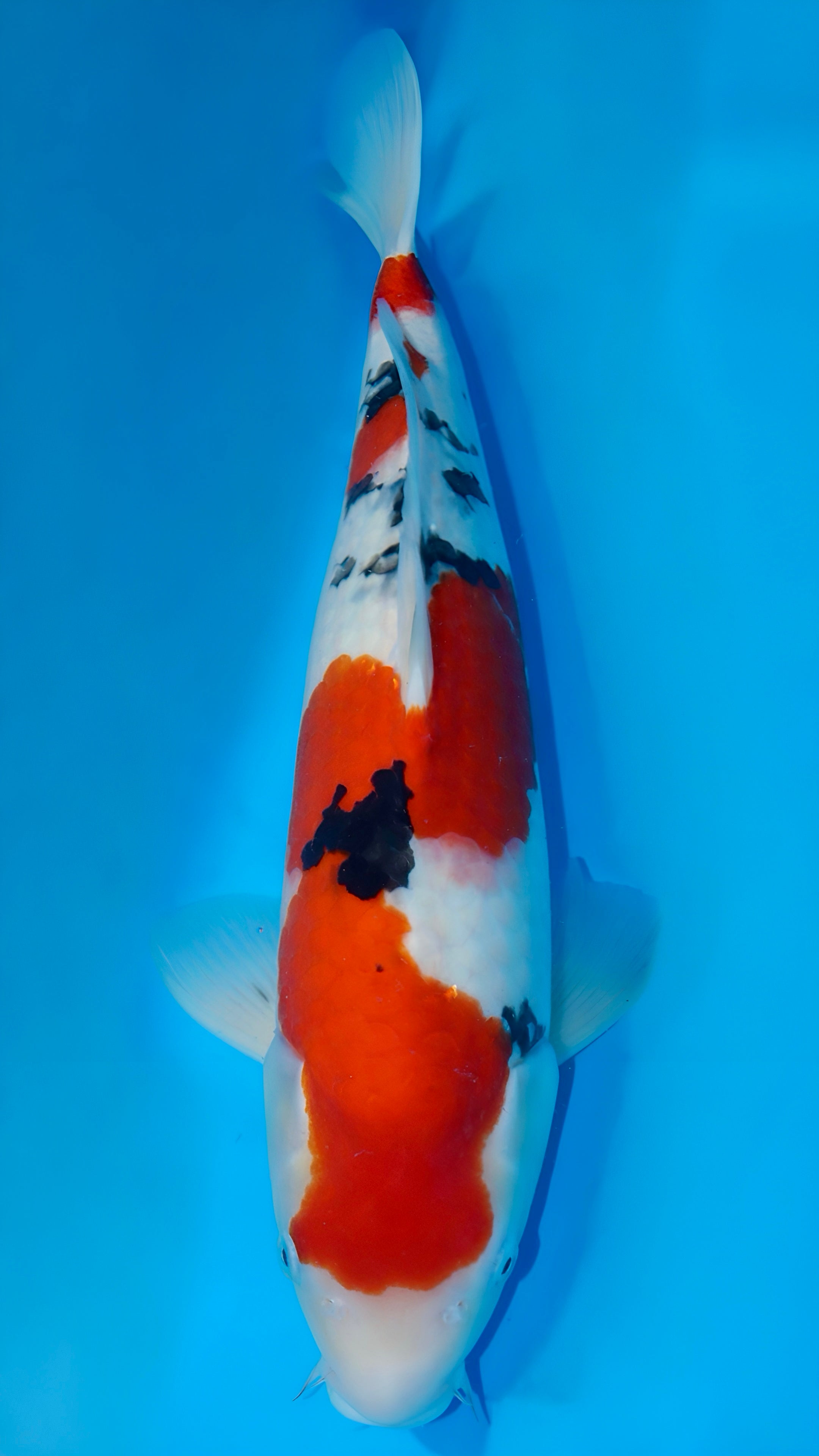 25SFF006S Sanke