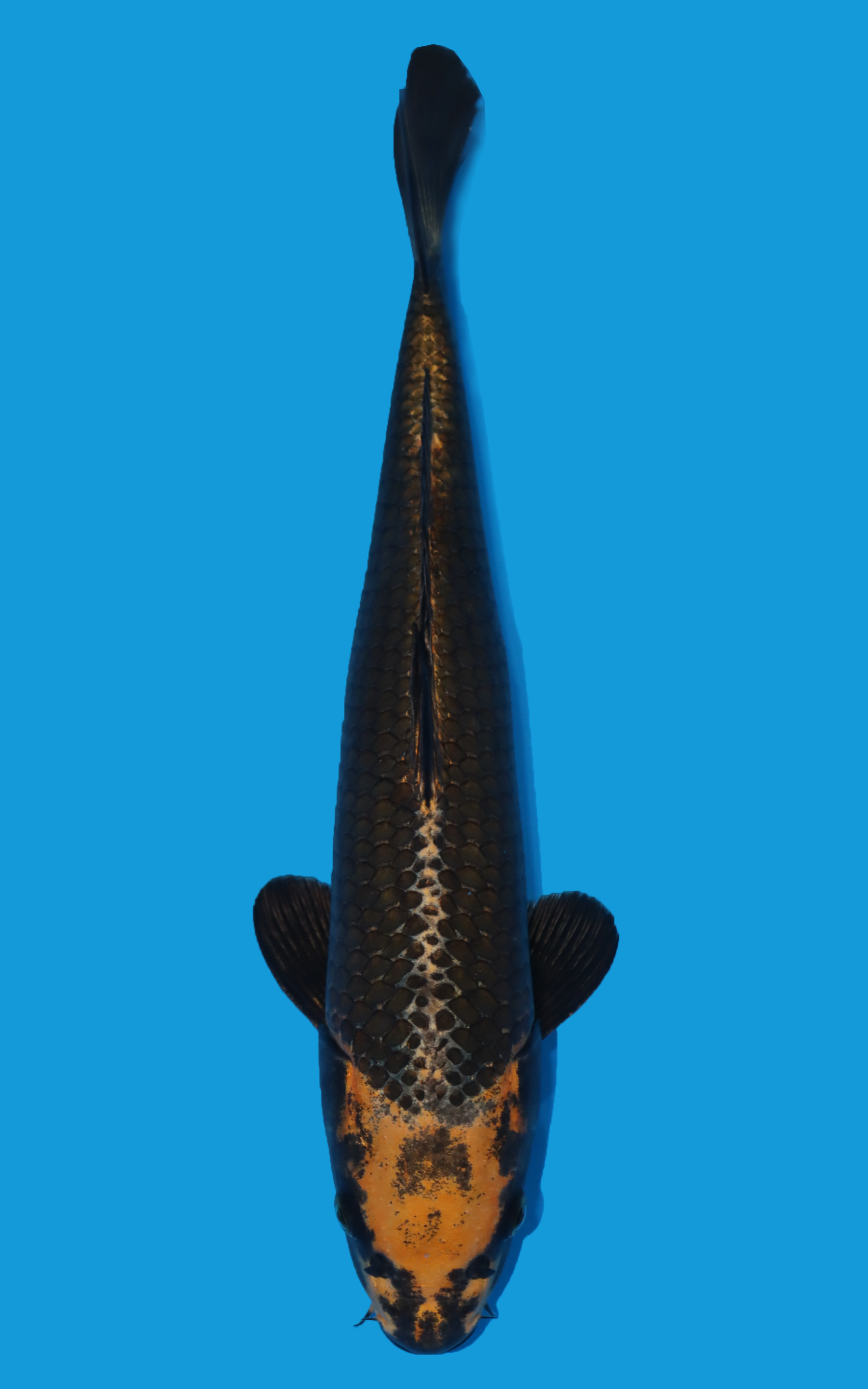 AUC12 Kin Matsuba