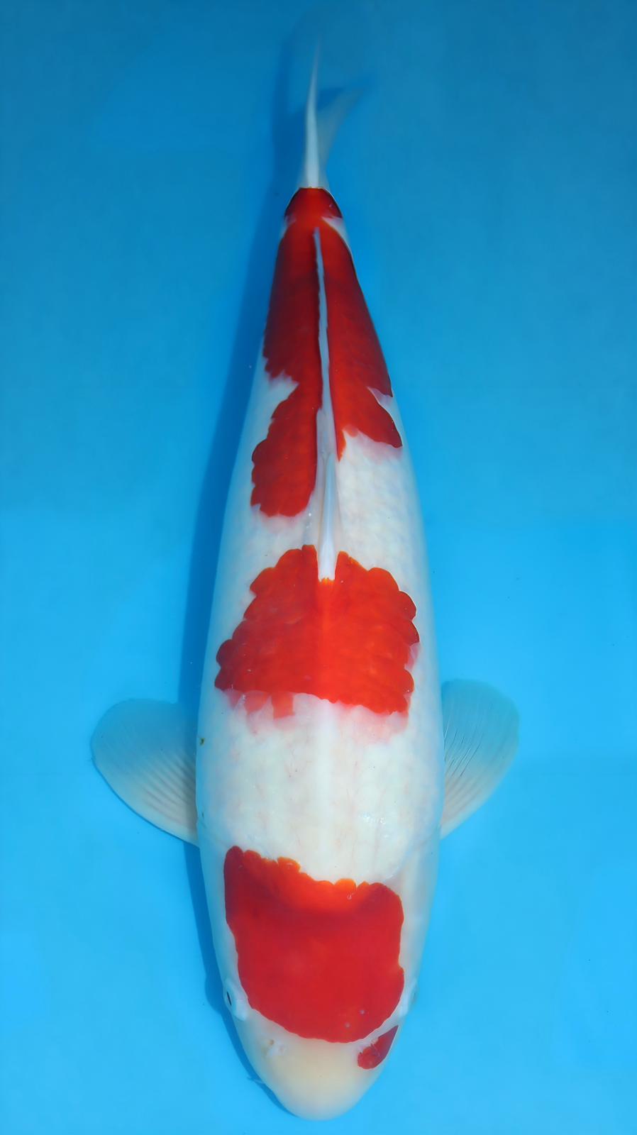 AUC0610 Kohaku Certificated