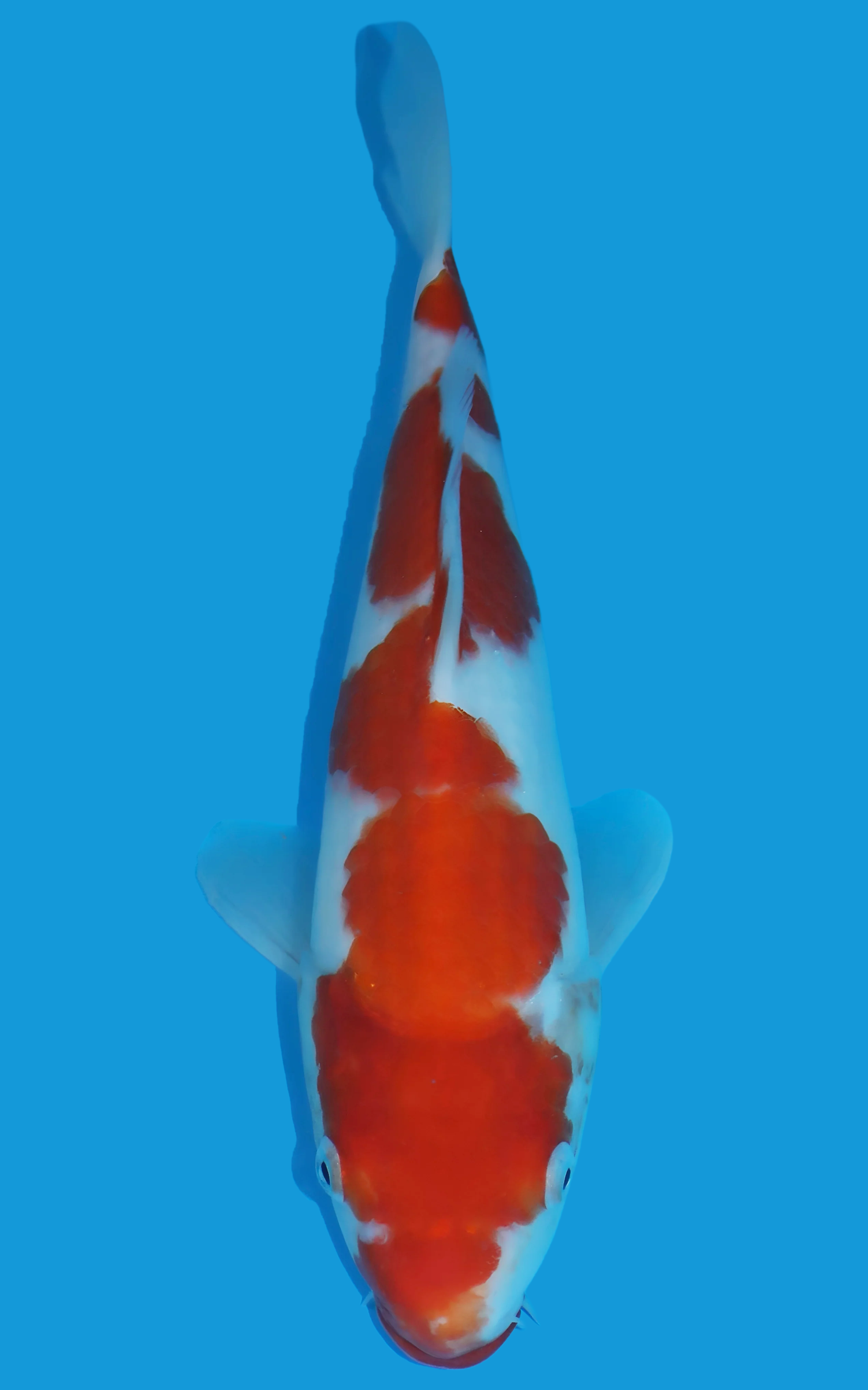 25SFP043 Kohaku