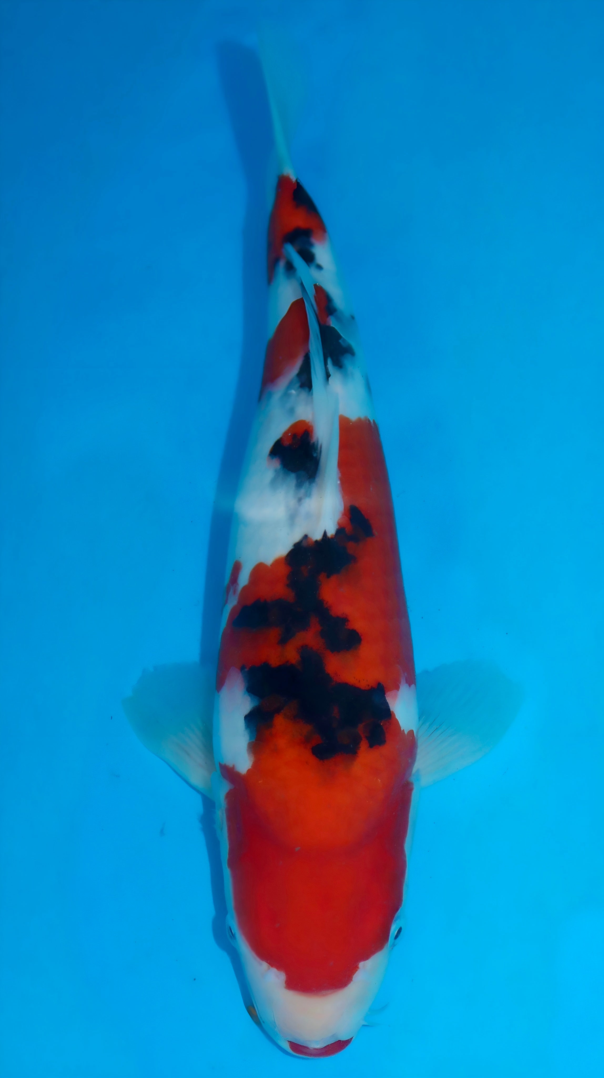 26SFF033S Sanke