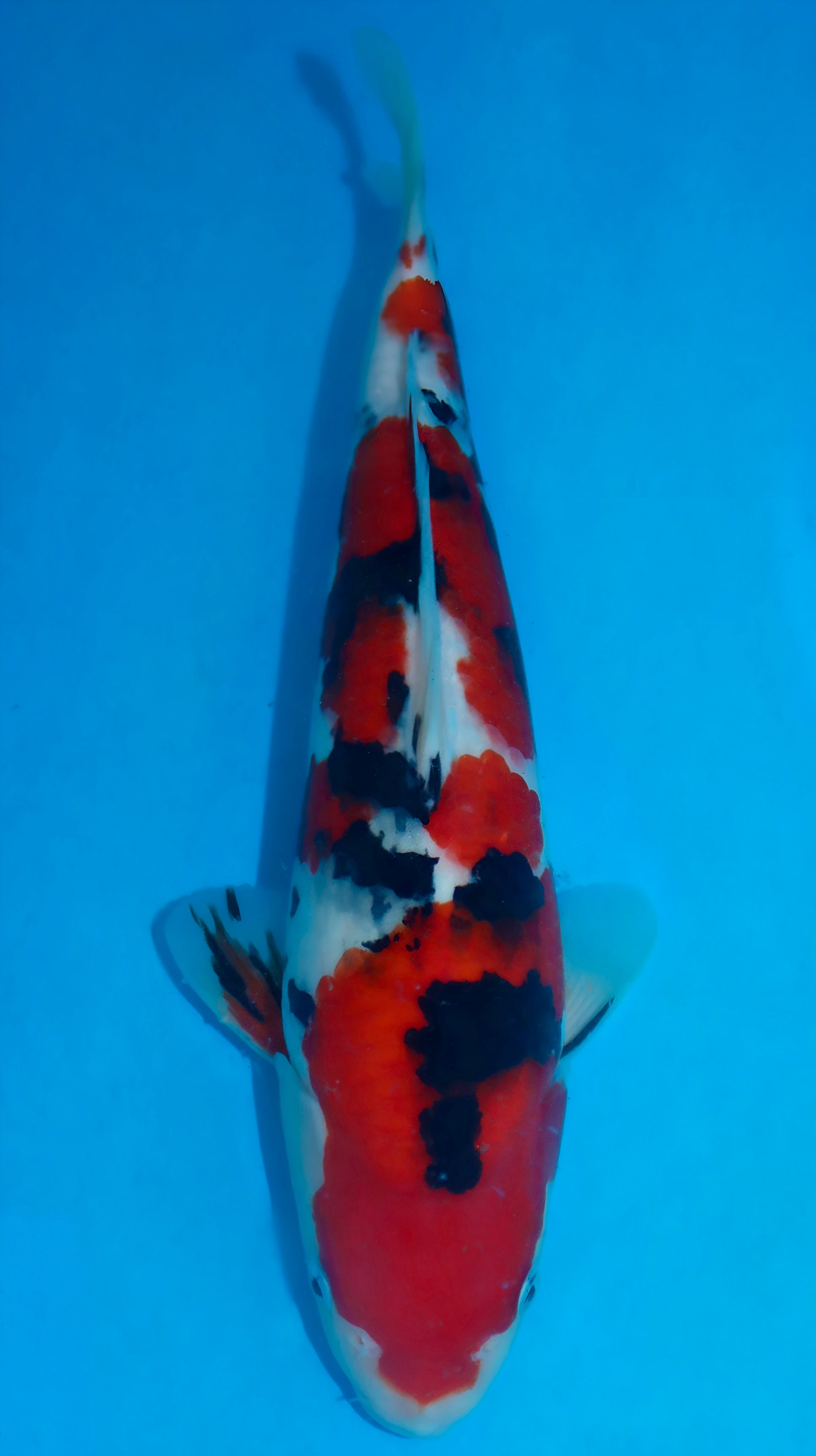 26SFF032S Sanke