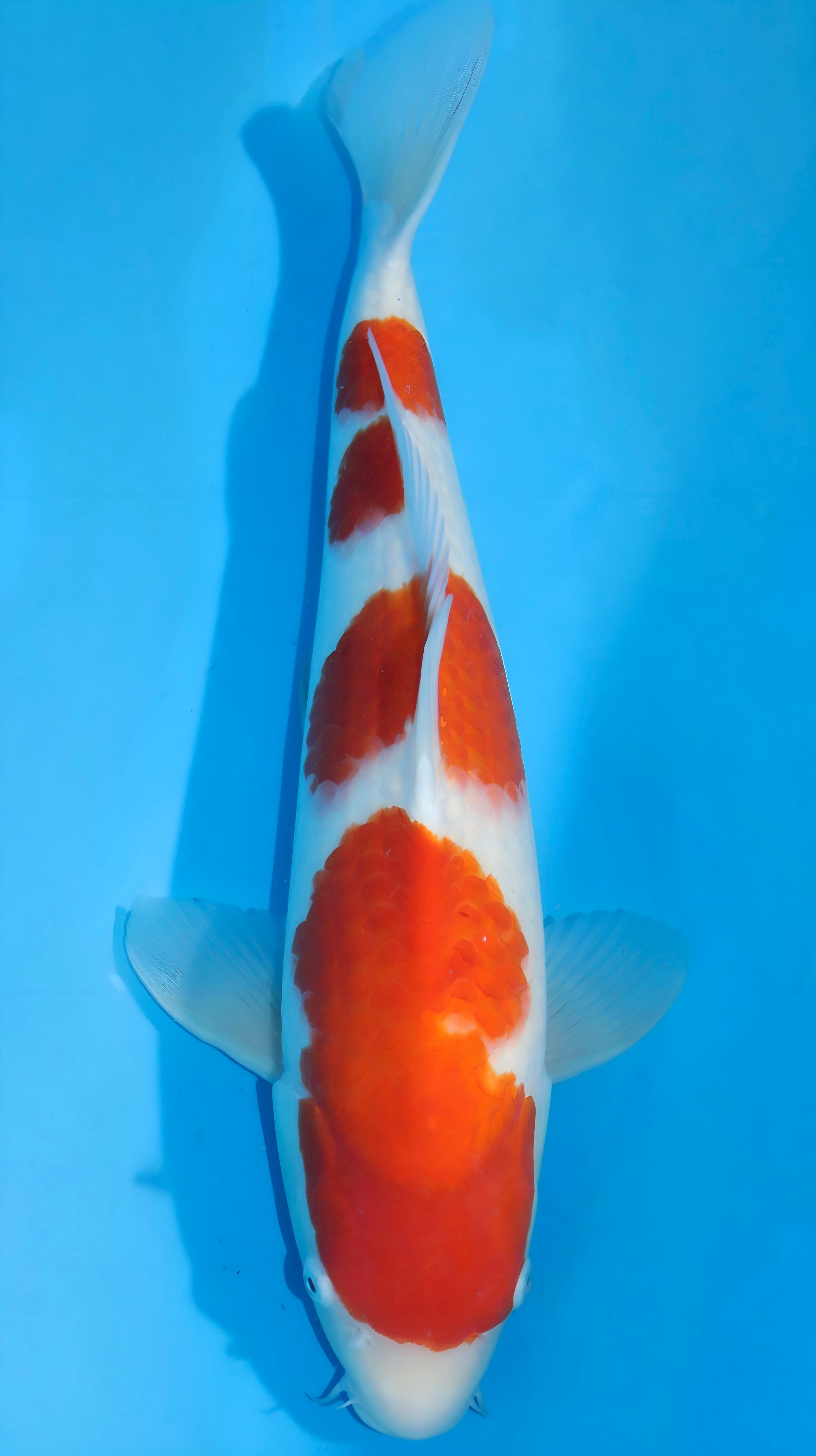 25MOM002S Kohaku