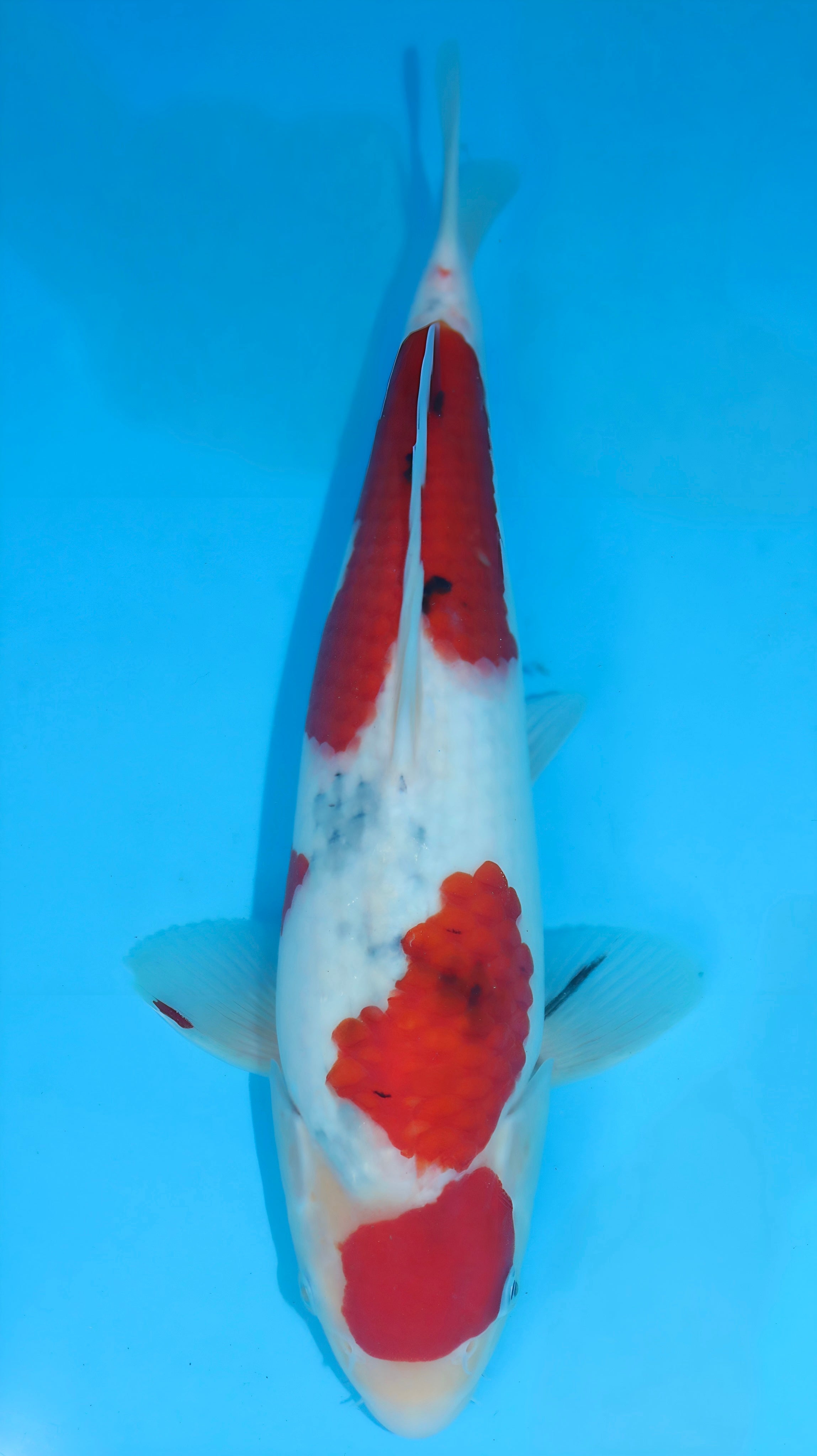 26SFF004S Maruten Sanke