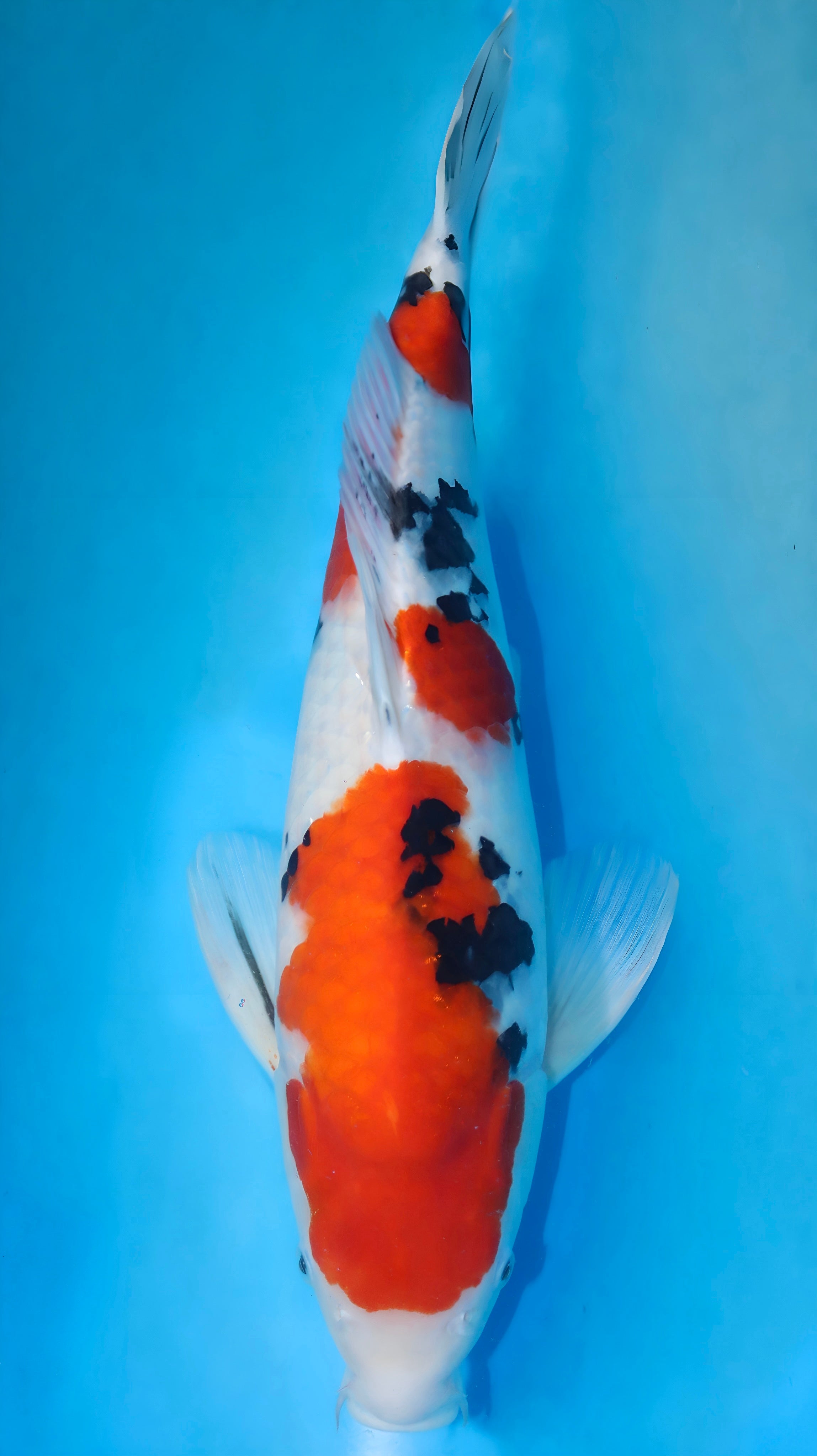 25SFF007S Sanke