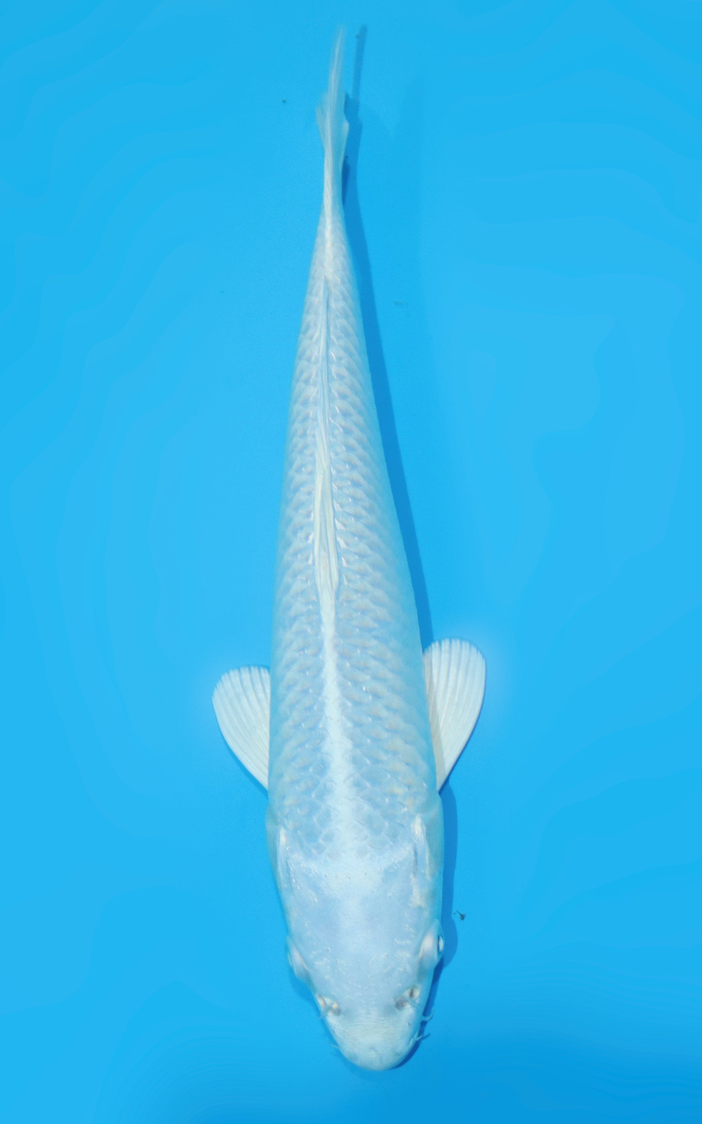 AUC0812 Ogon