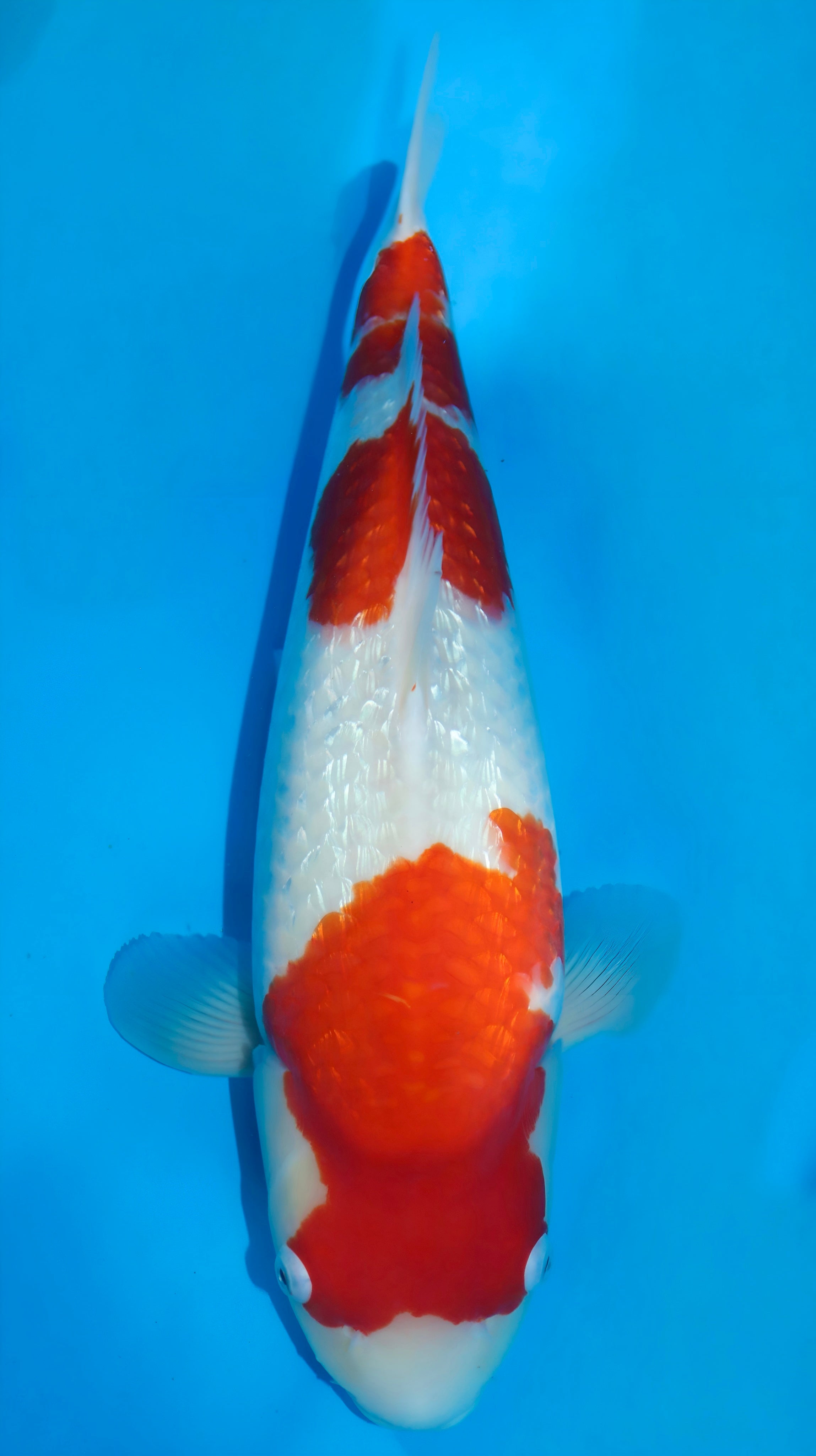 25MRY002S Ginrin Kohaku