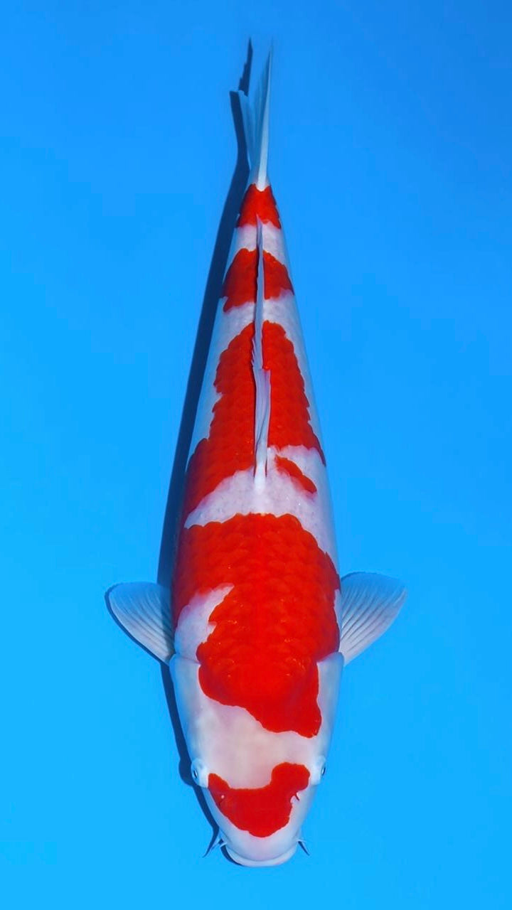 25SFF011S Kohaku