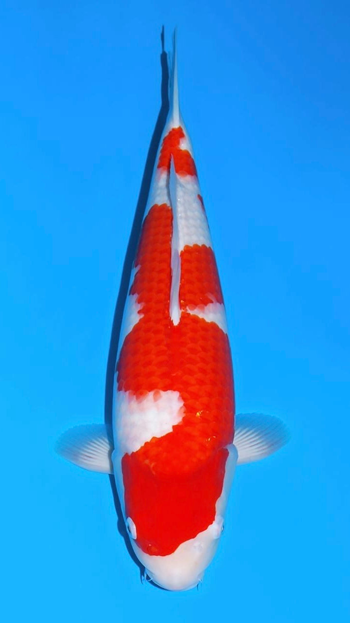 25SFF012S Kohaku