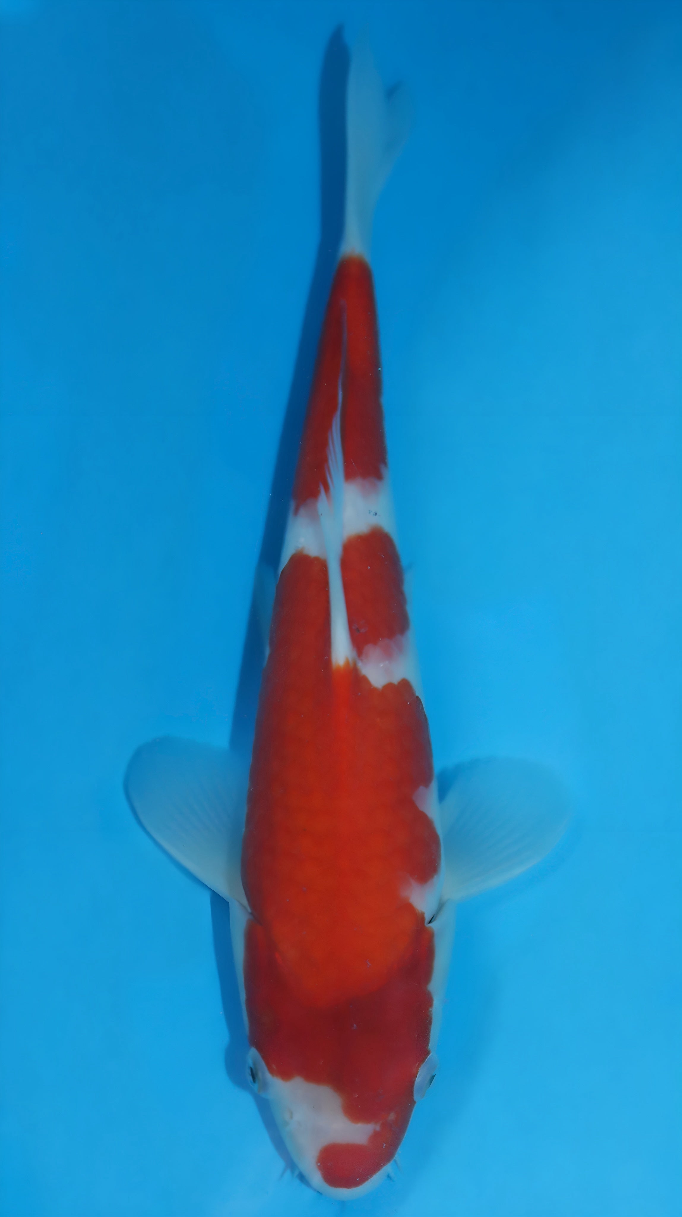 25SFP001 KOHAKU