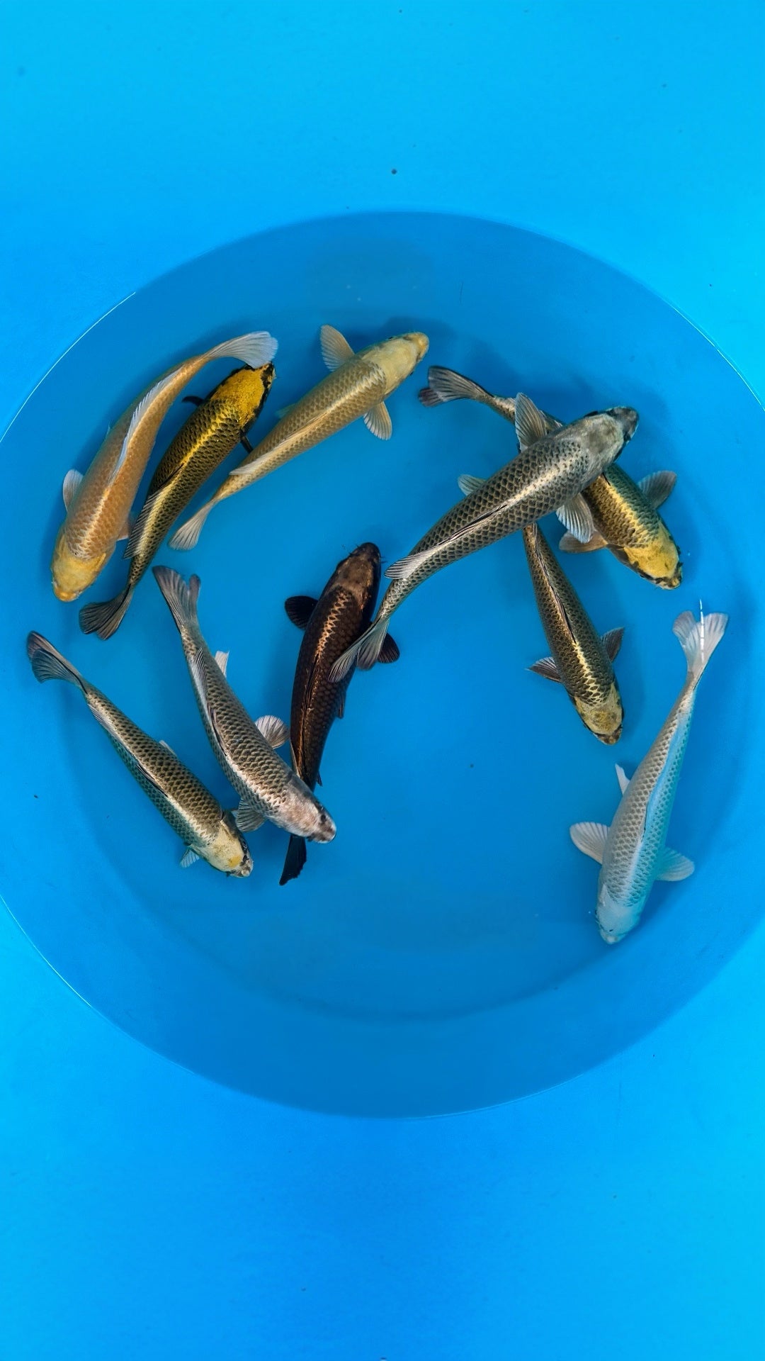 26BEP005B Ogon mix