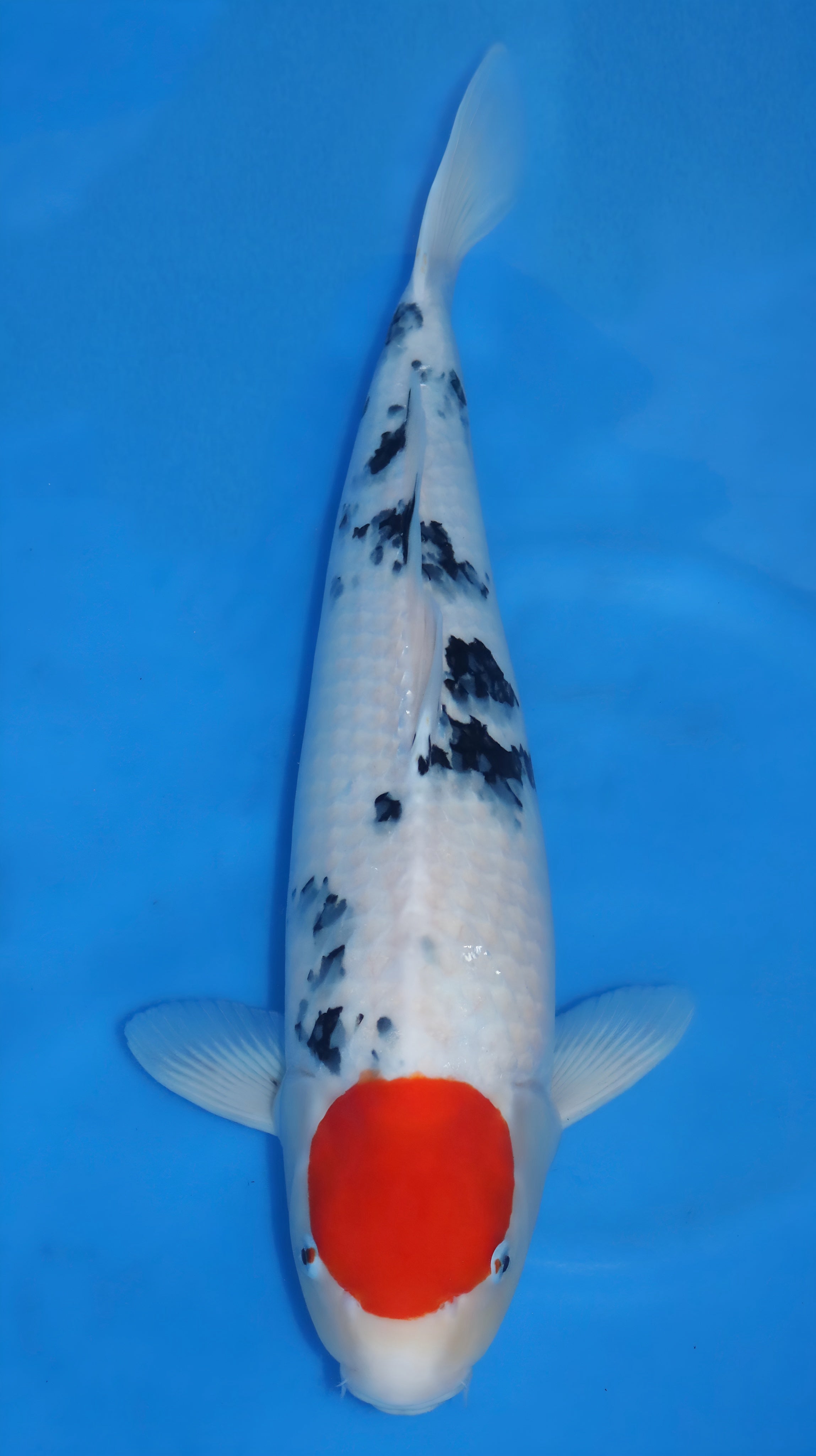 26DAI004S Tancho sanke