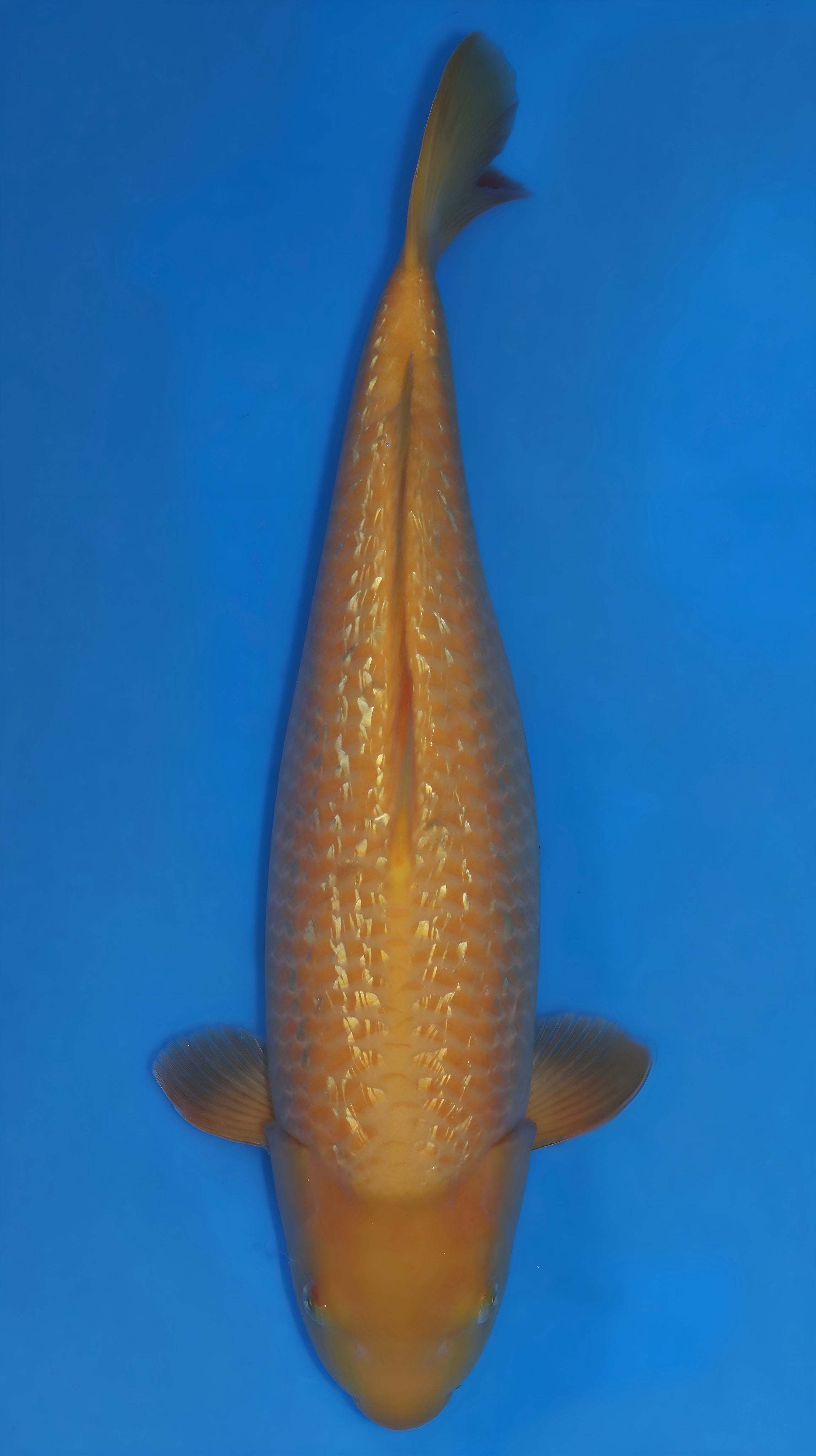 26DAI005S Yellow monkey