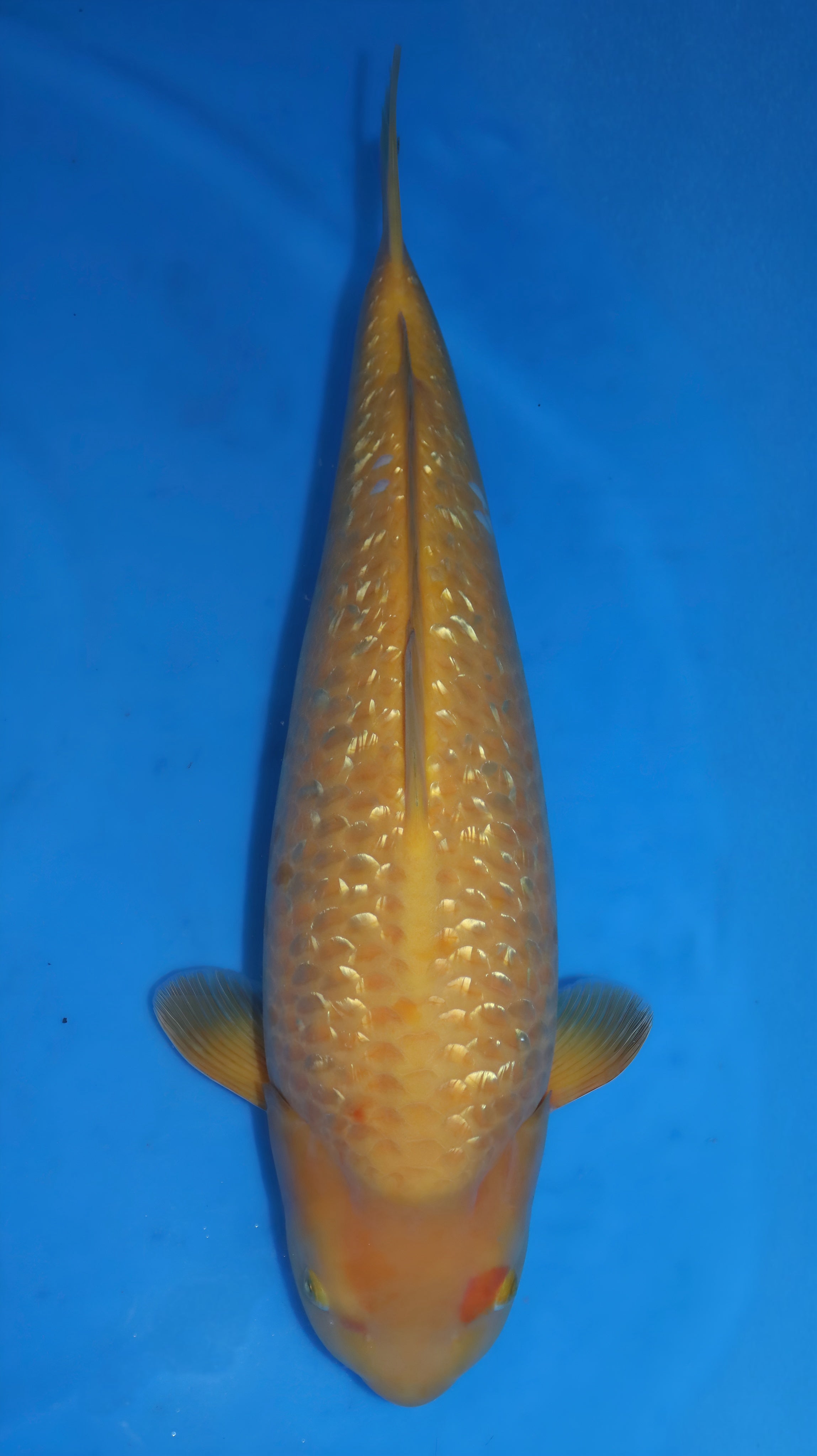 26DAI006S Yellow monkey