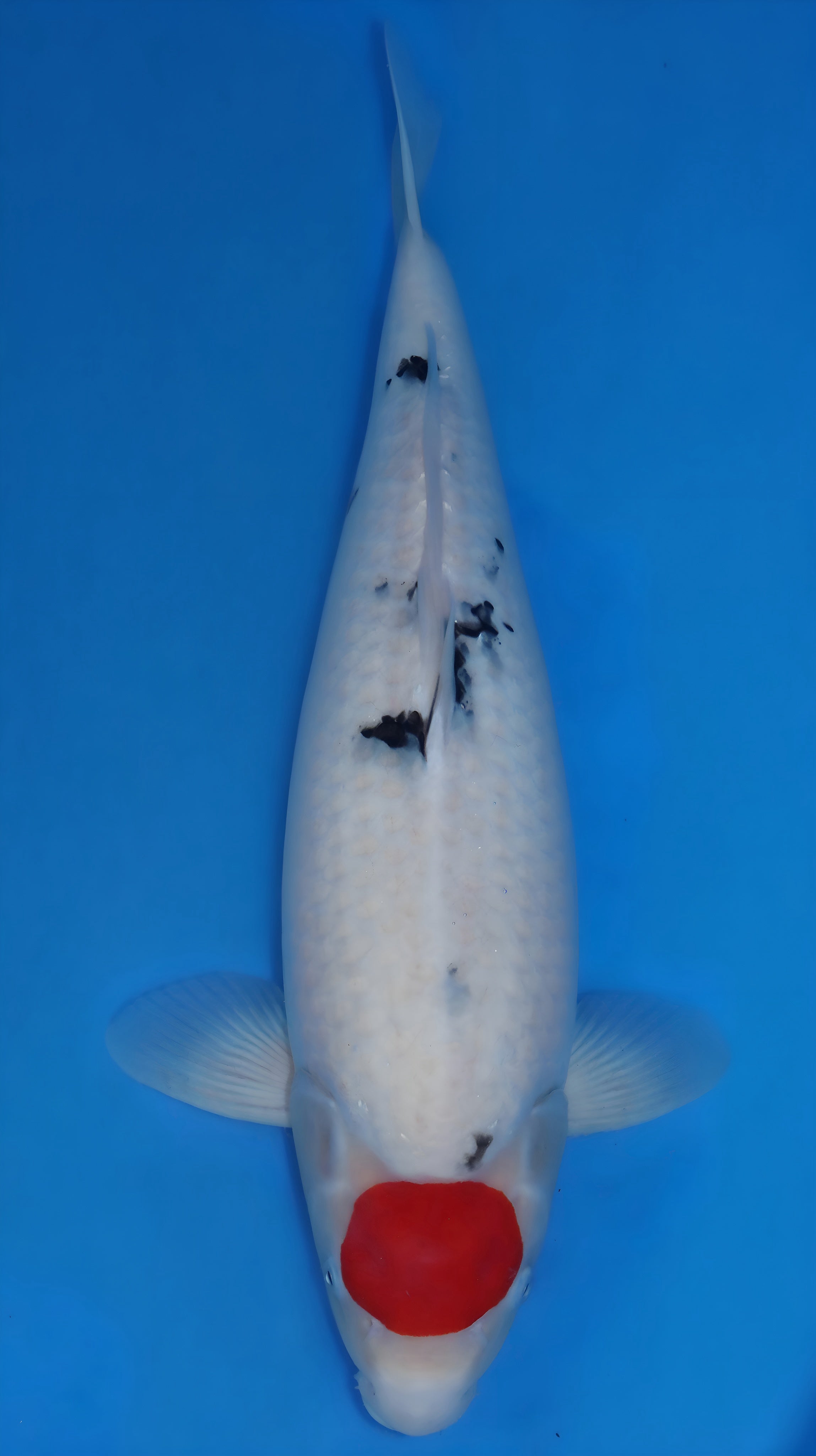 26DAI007S Tancho sanke