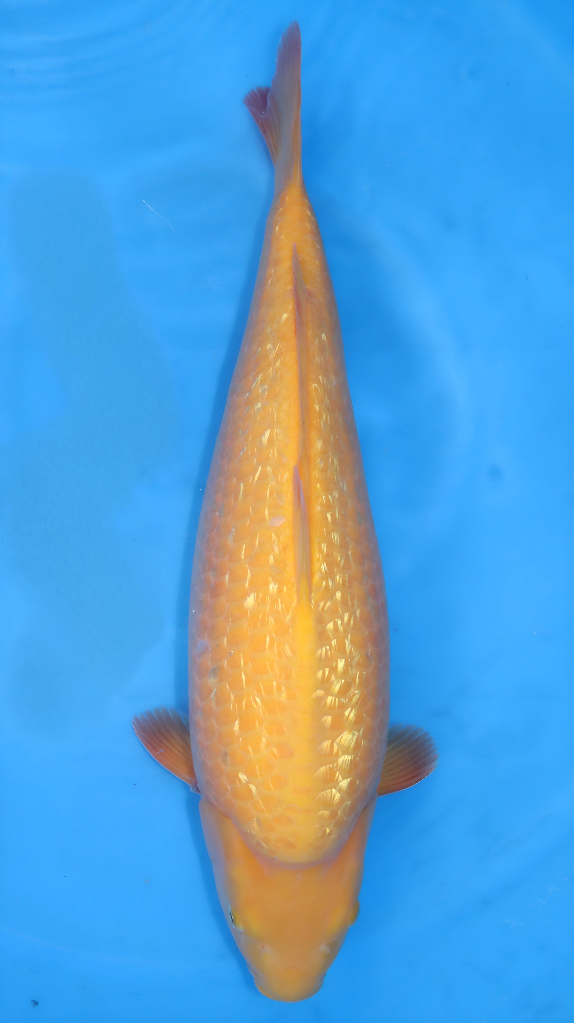 26DAI009S Yellow monkey