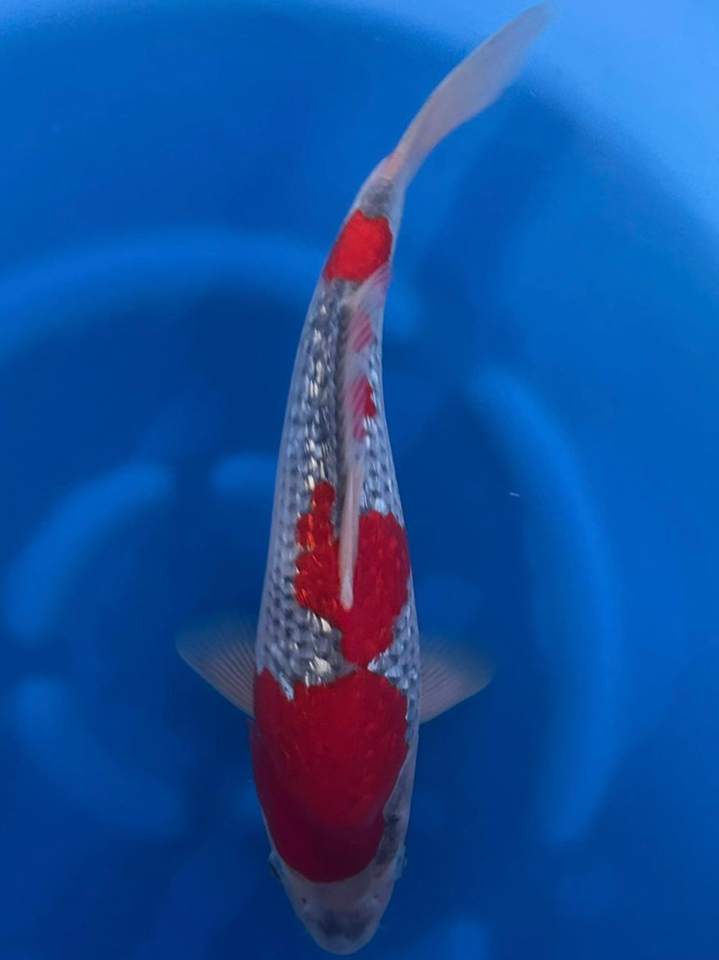 26KAN011S Ginrin Goshiki