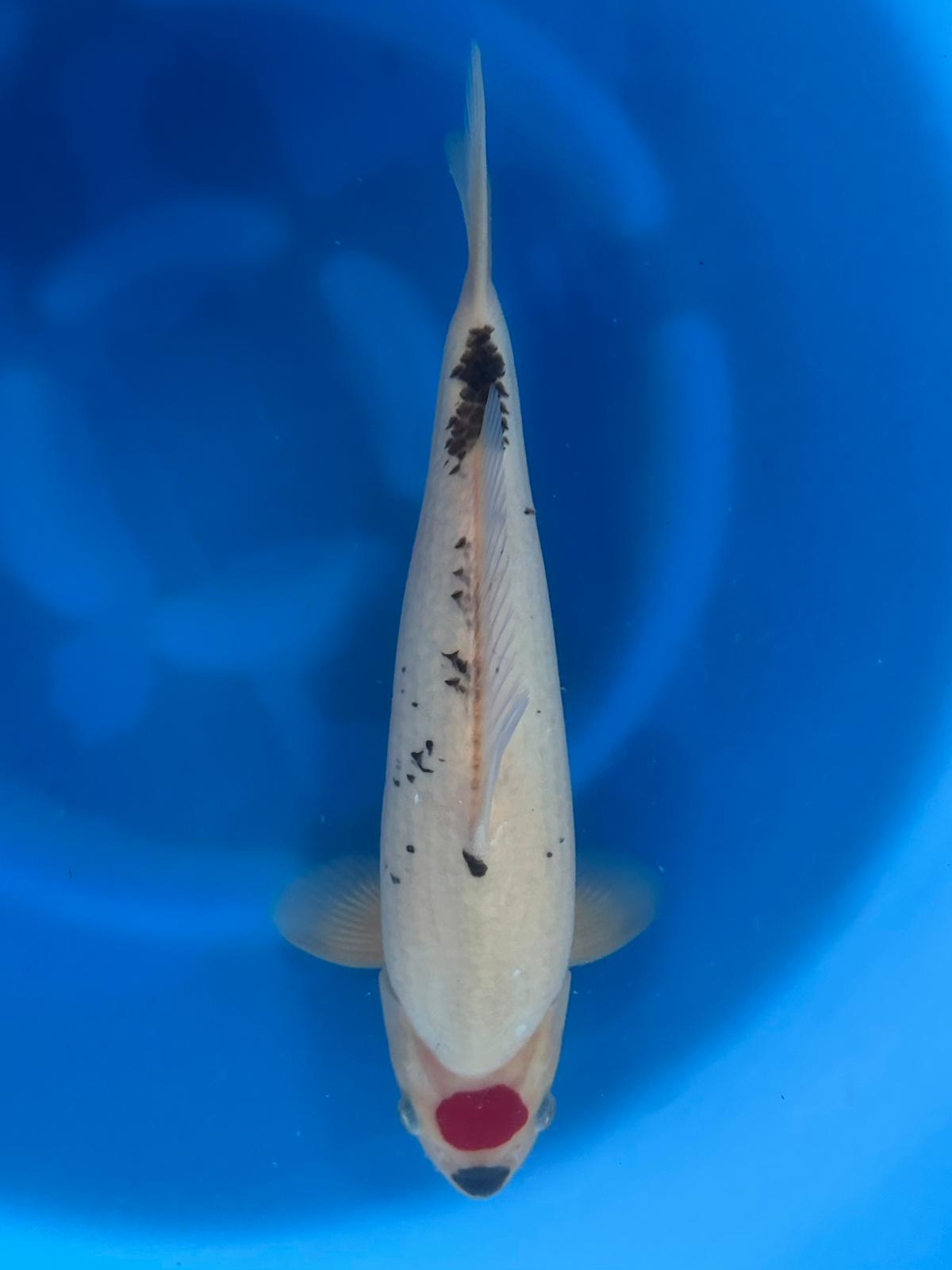 26KAN013S Tancho Goshiki