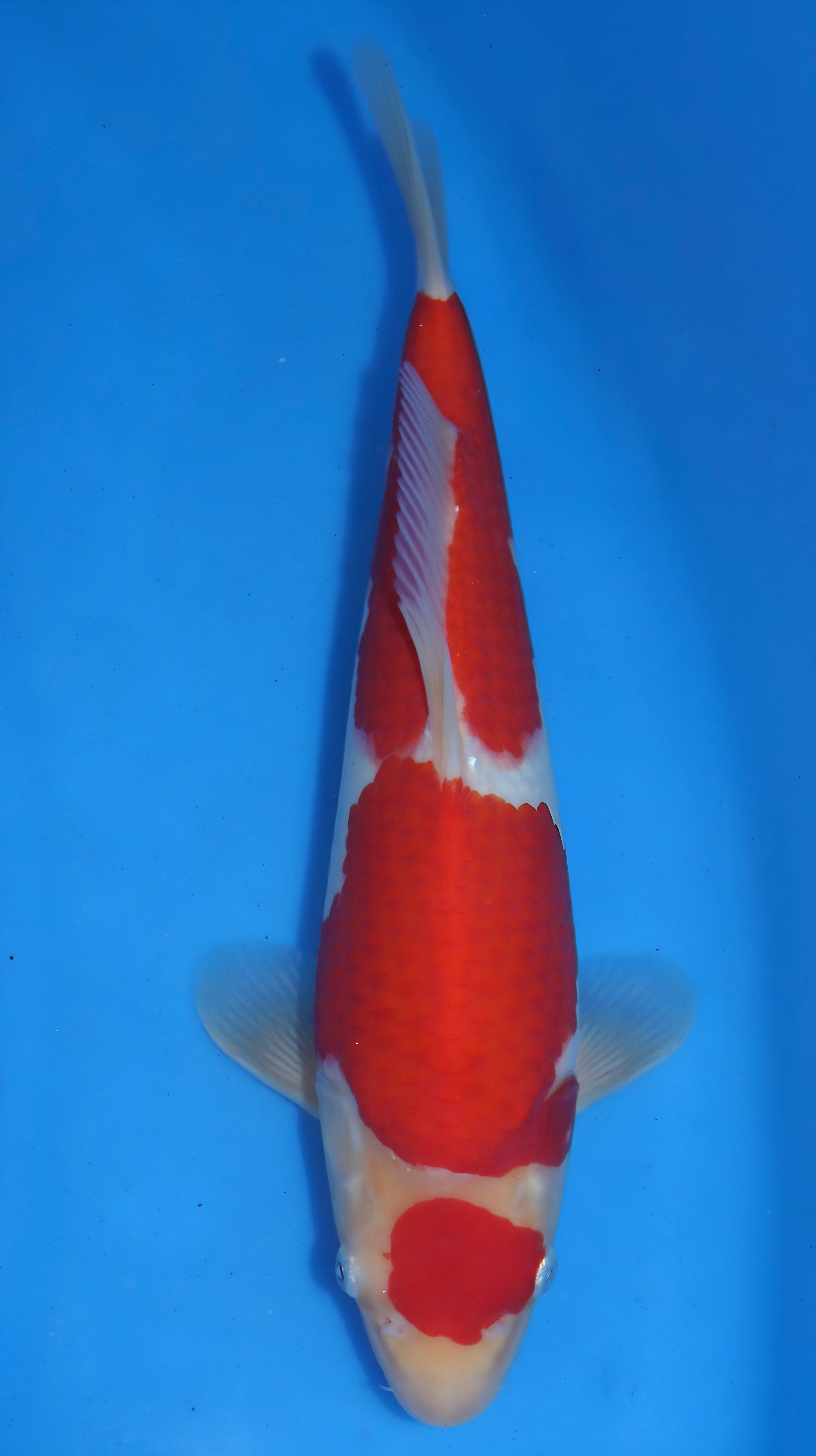 26MOM001S Kohaku