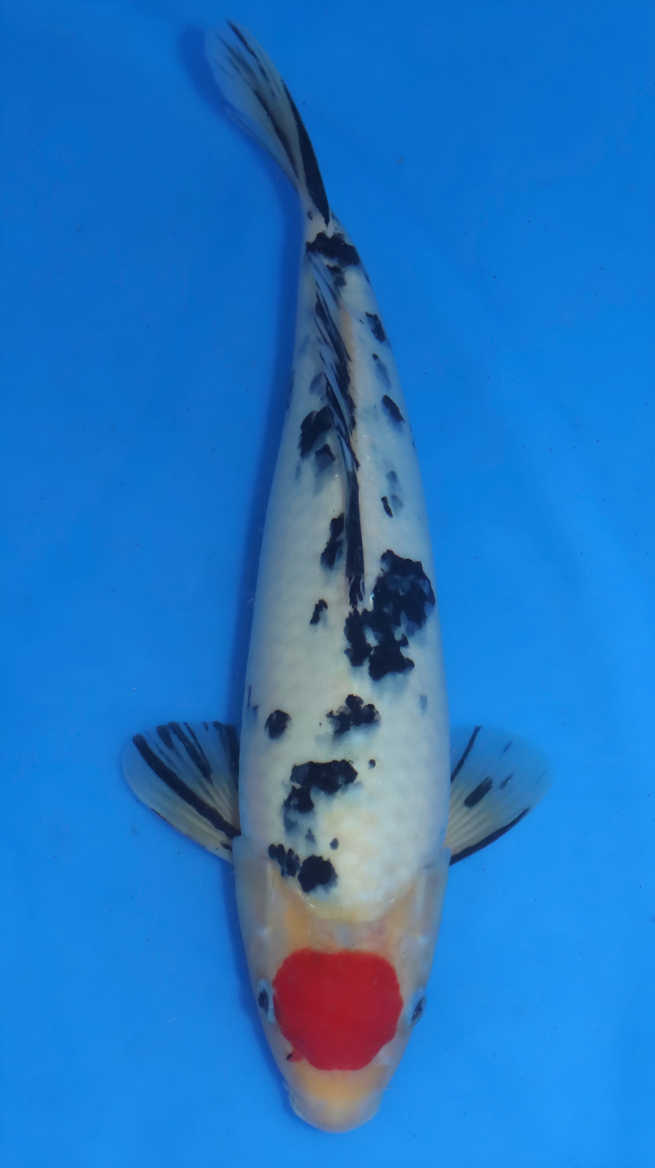 26MOM009S Tancho sanke