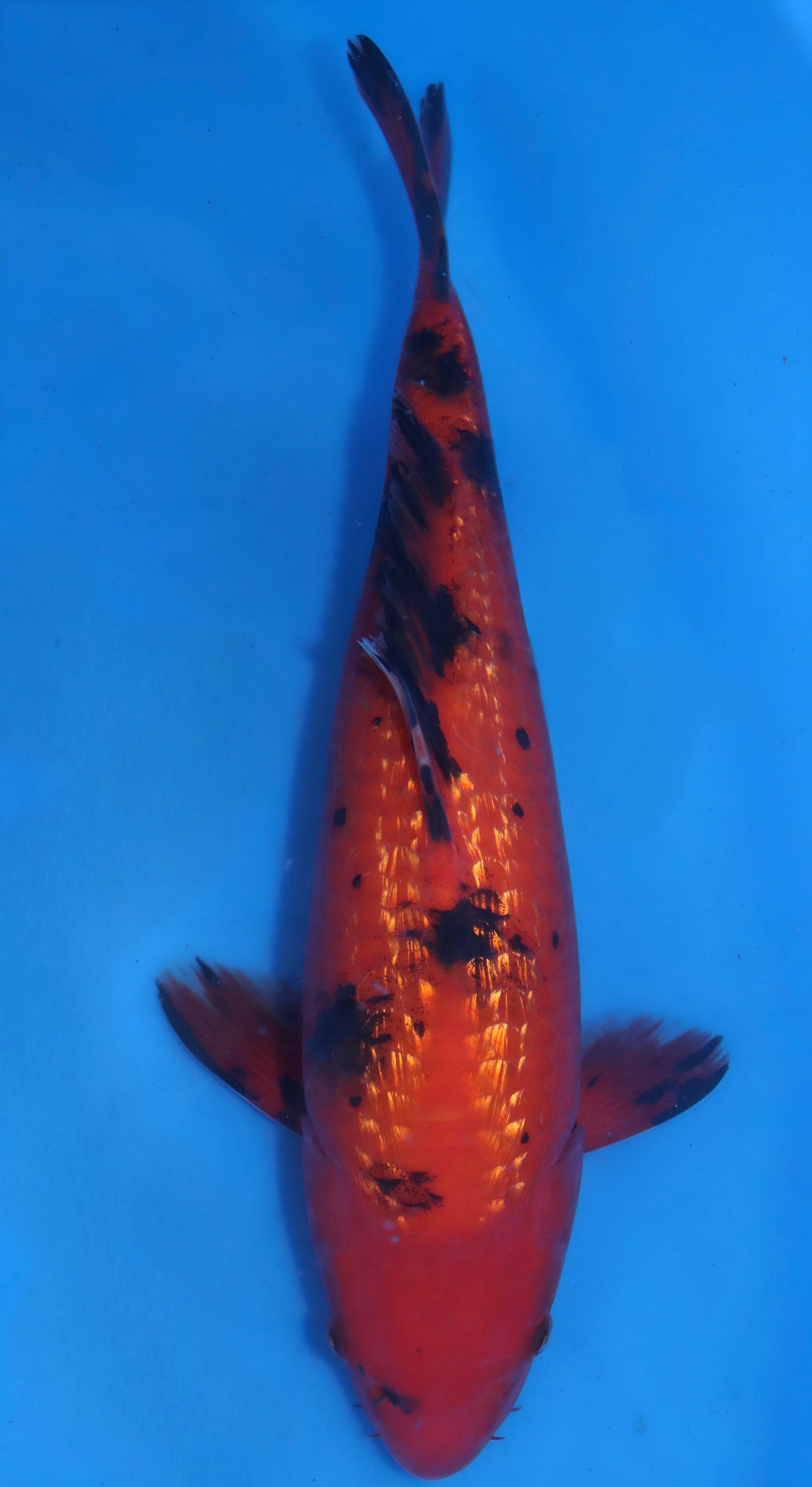 26MOM010S Ginrin Aka Bekko