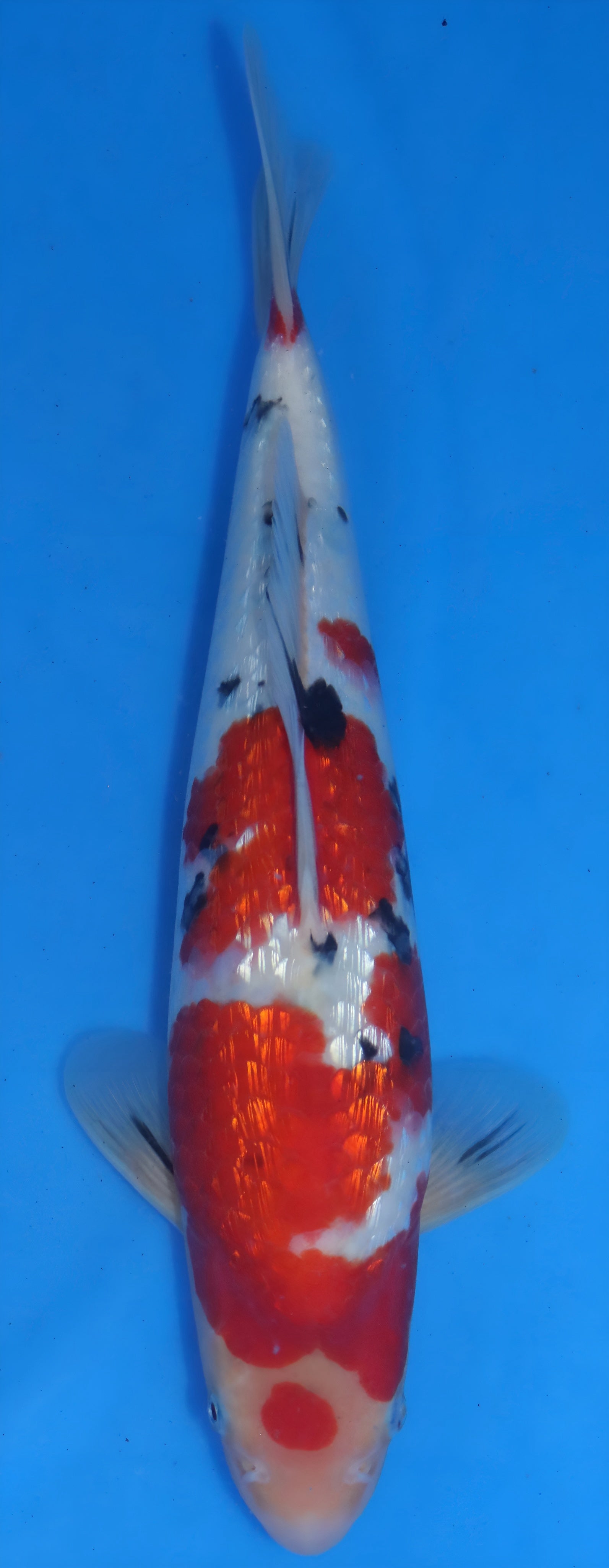 26MOM012S Ginrin sanke