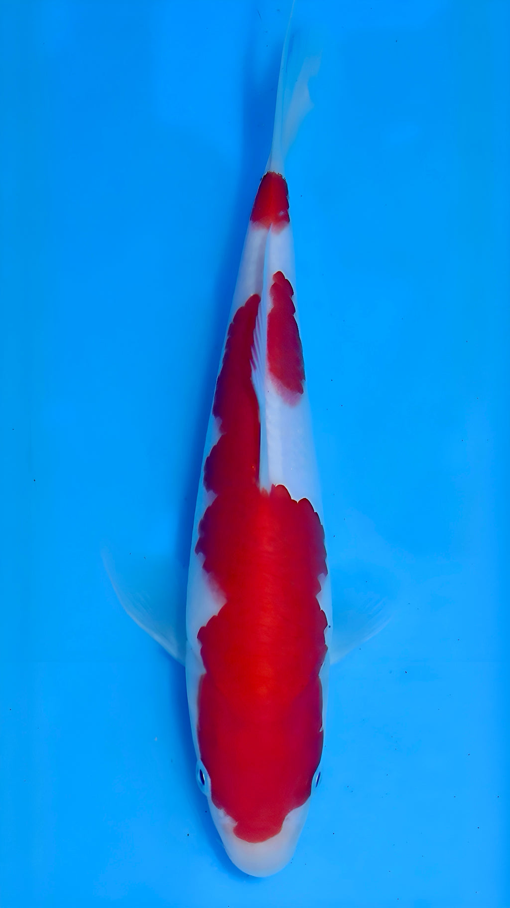 26MOM016S Kohaku