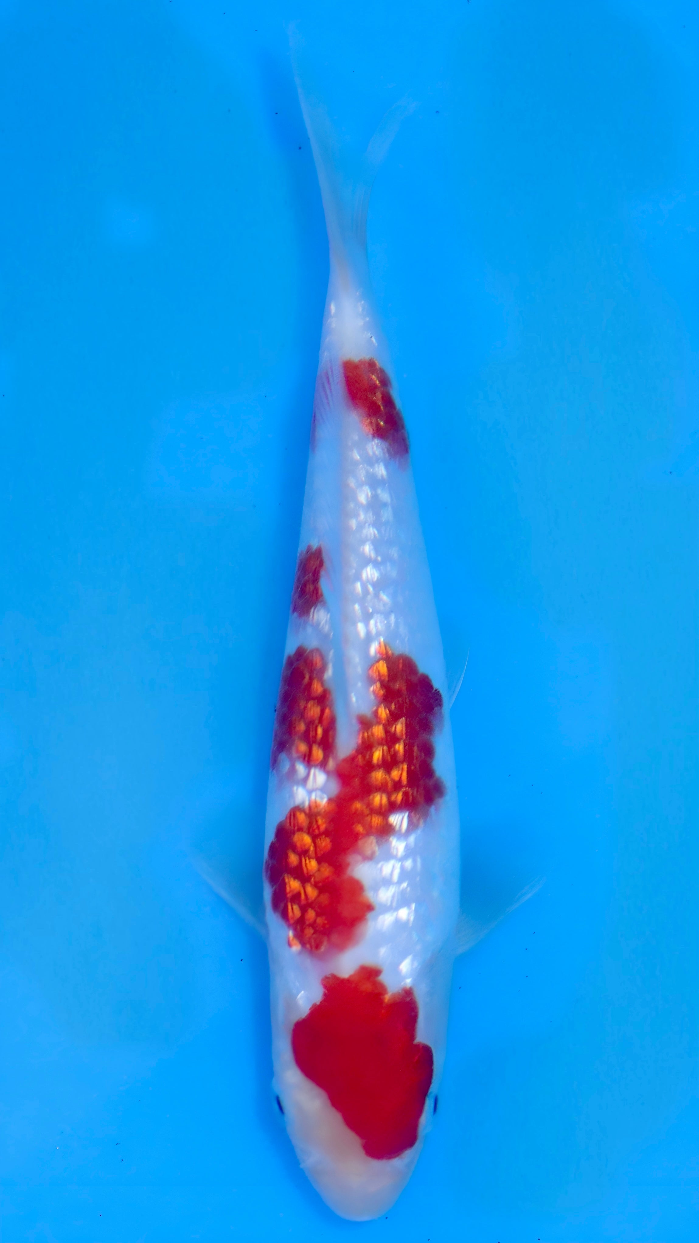 26MOM017S Ginrin kohaku