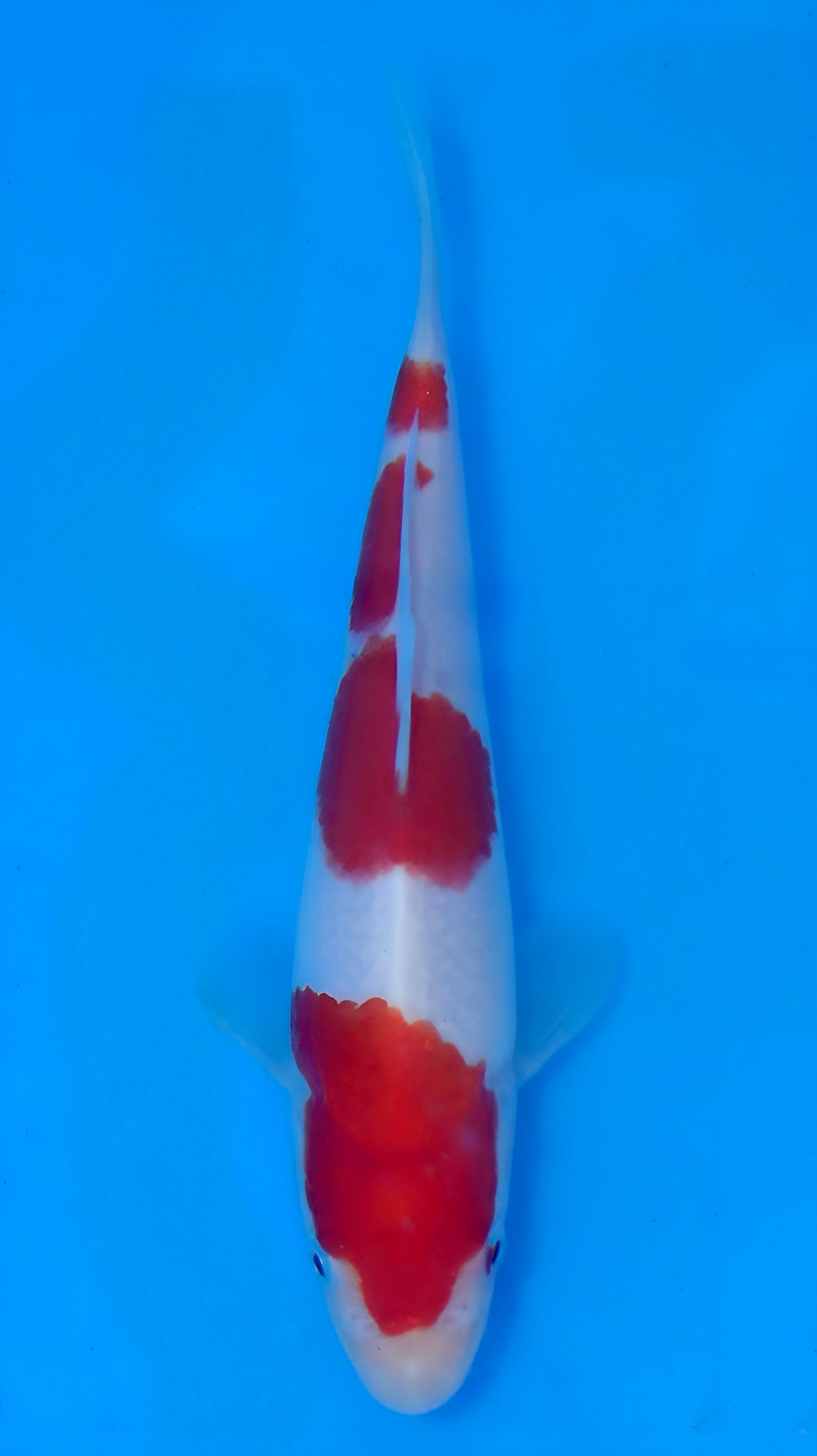 26MOM018S Kohaku