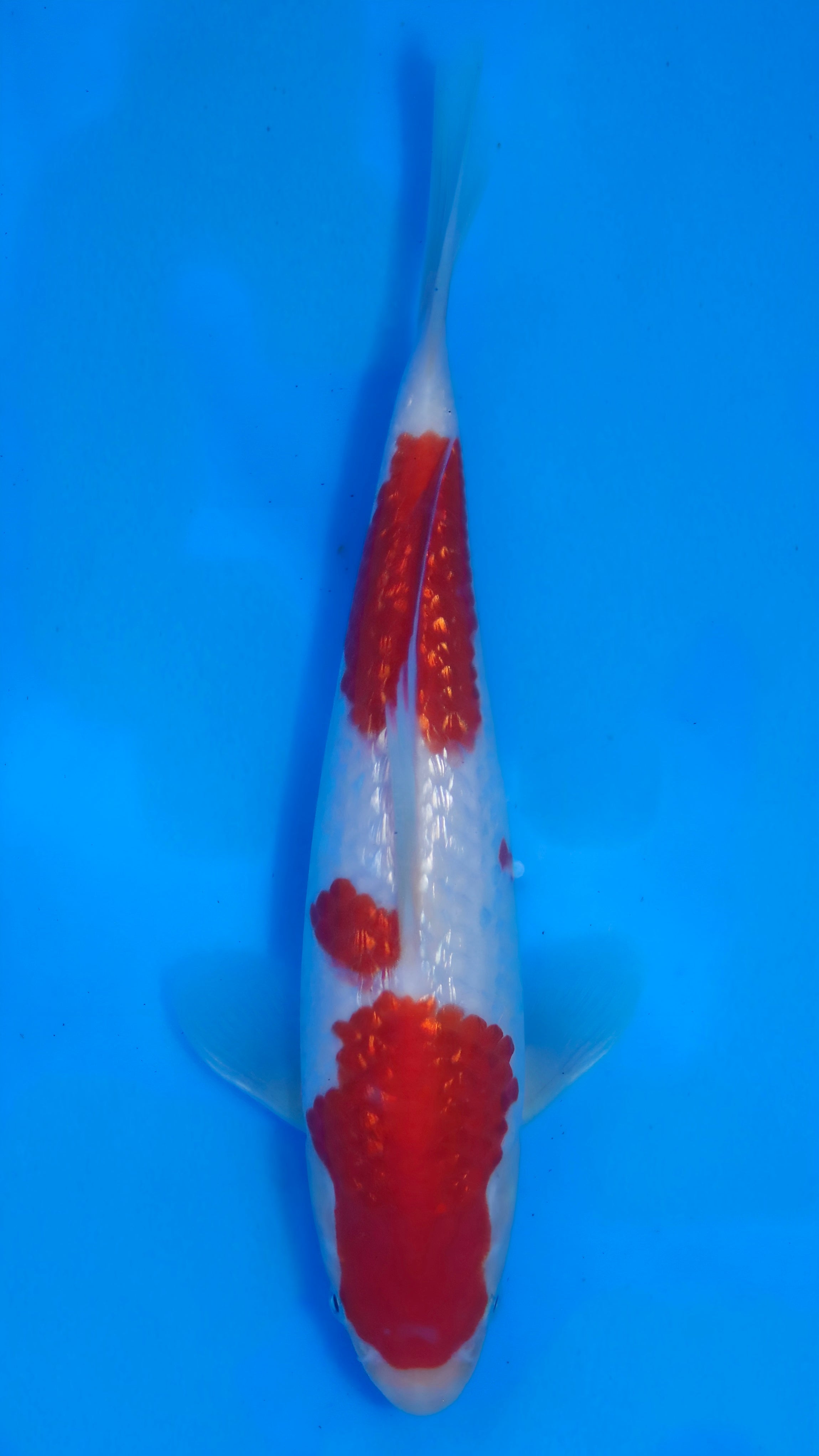 26MOM019S Ginrin kohaku