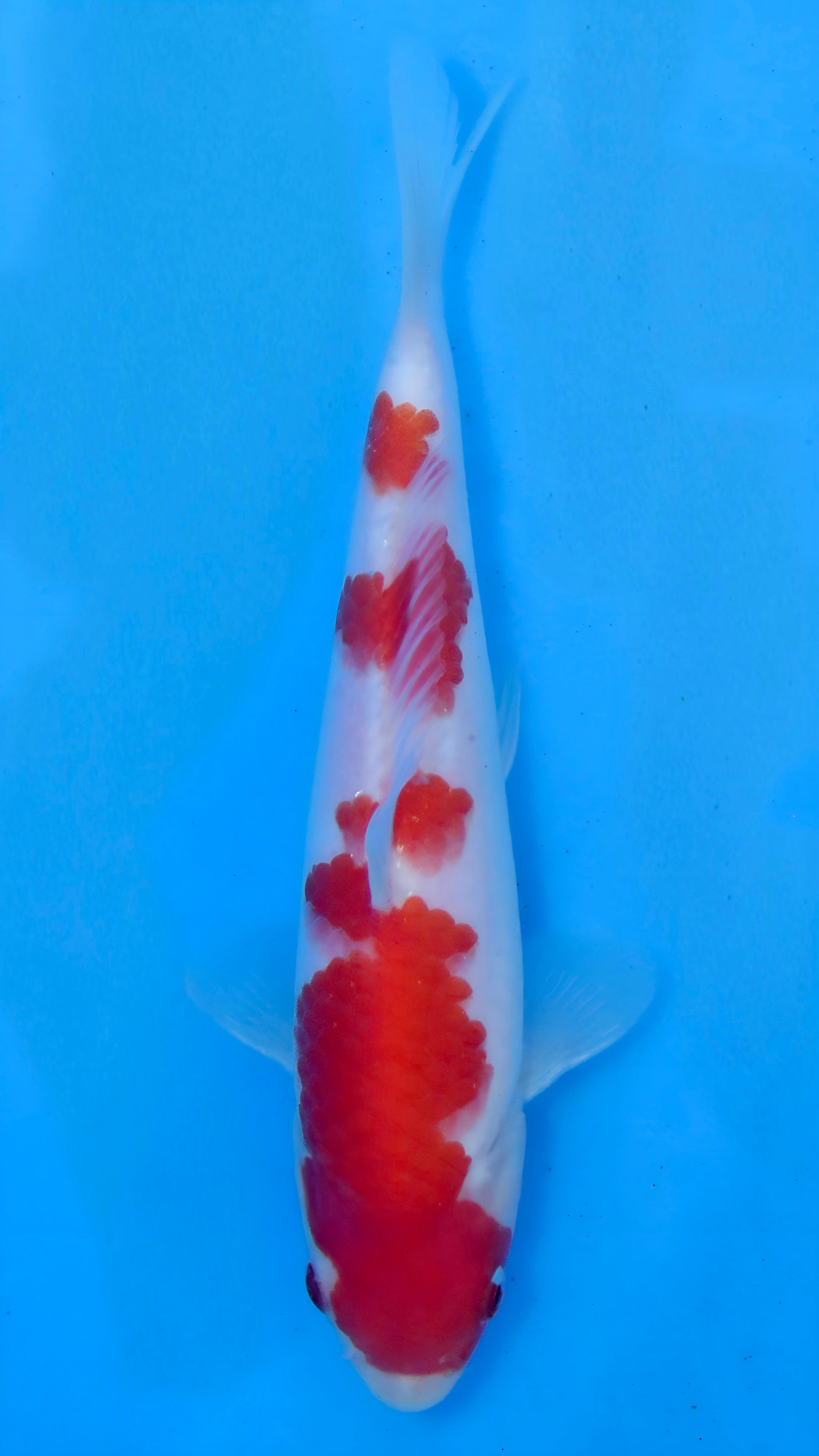 26MOM020S Kohaku