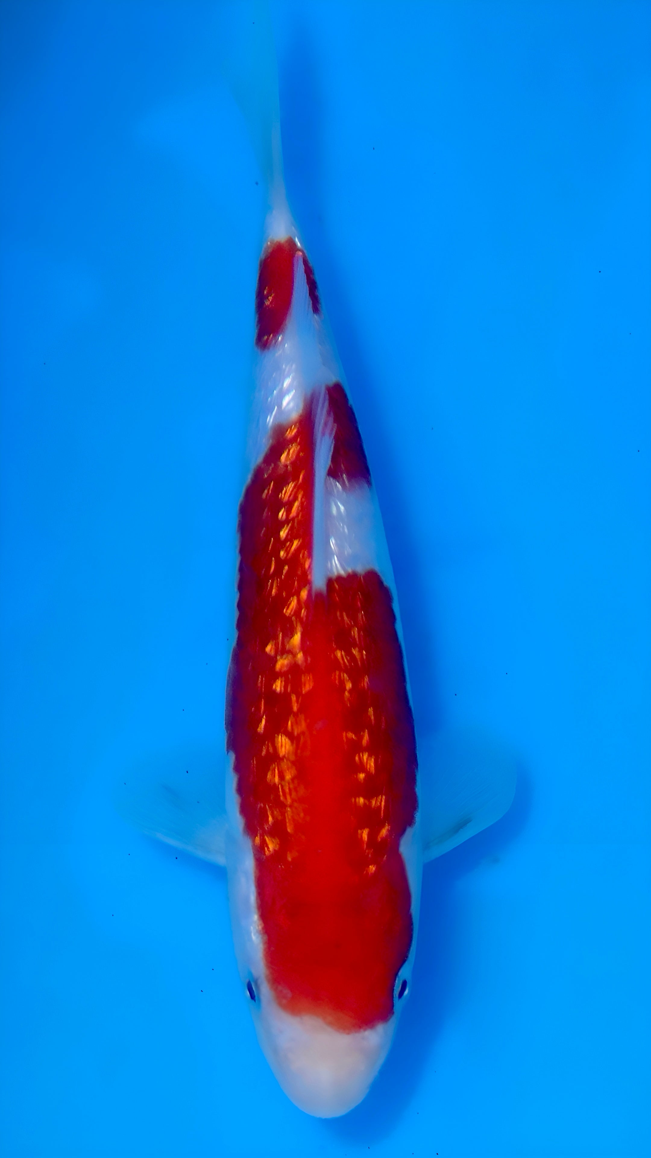26MOM021S Ginrin kohaku