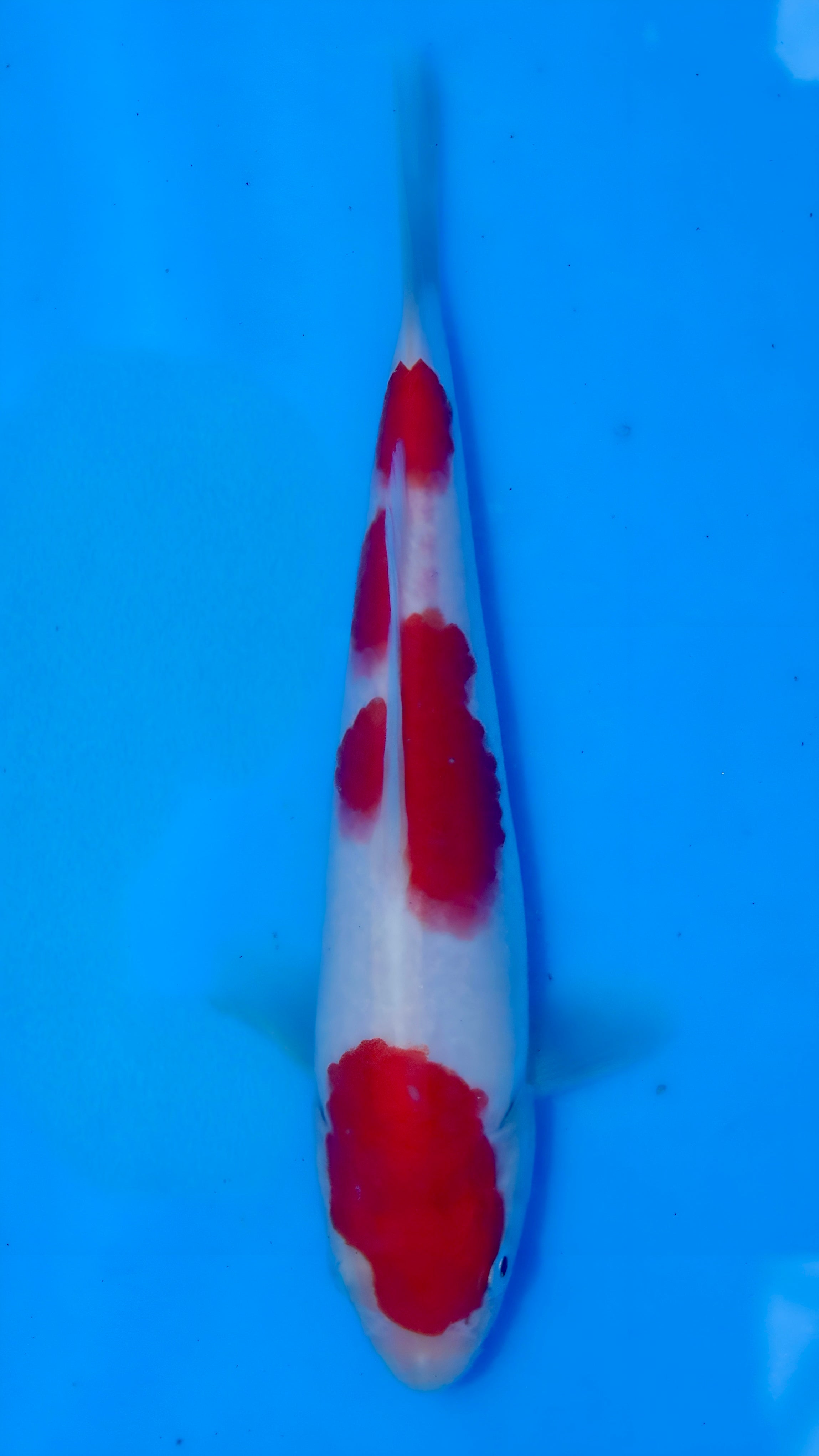 26MOM022S Kohaku