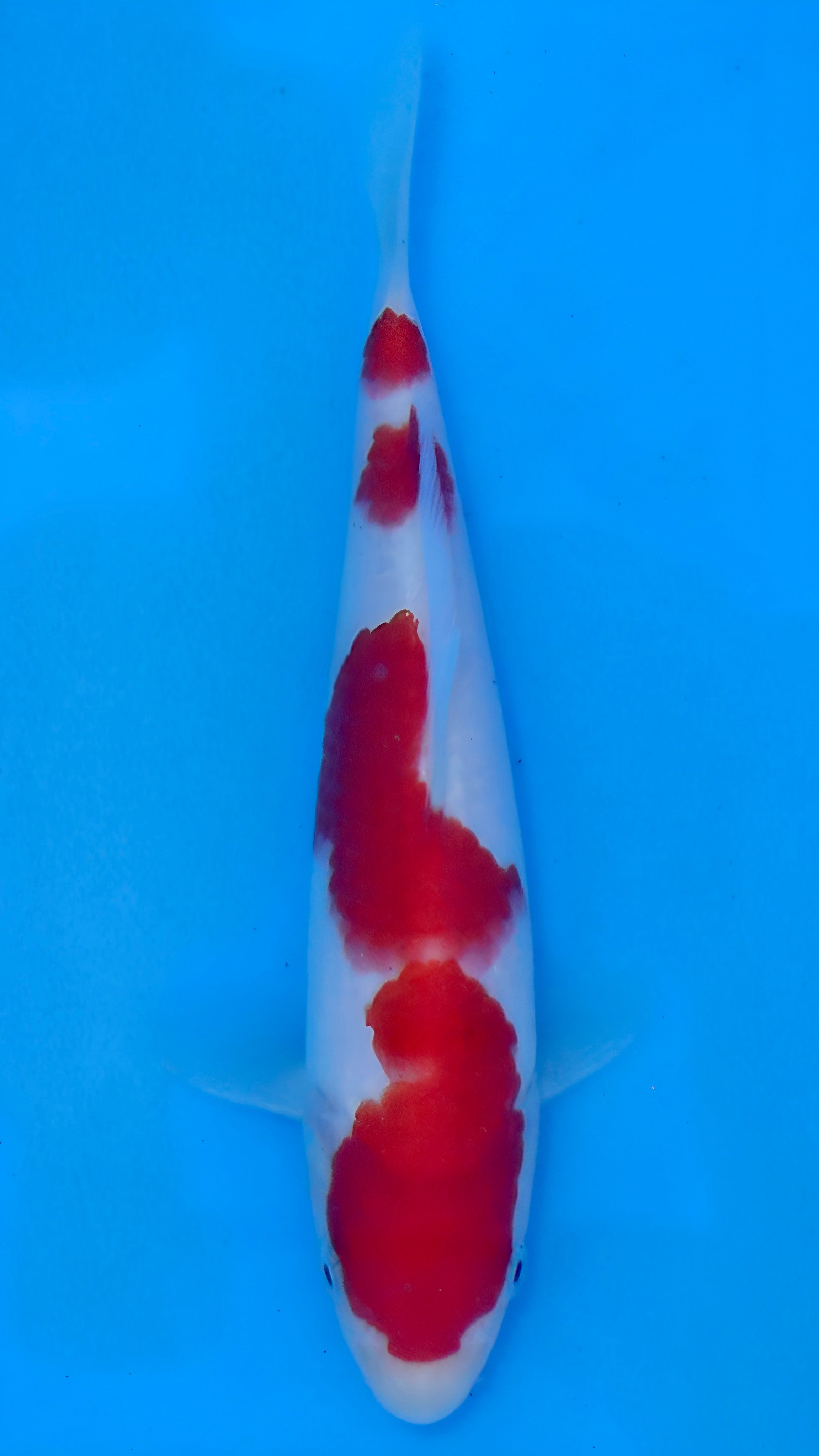 26MOM023S Kohaku