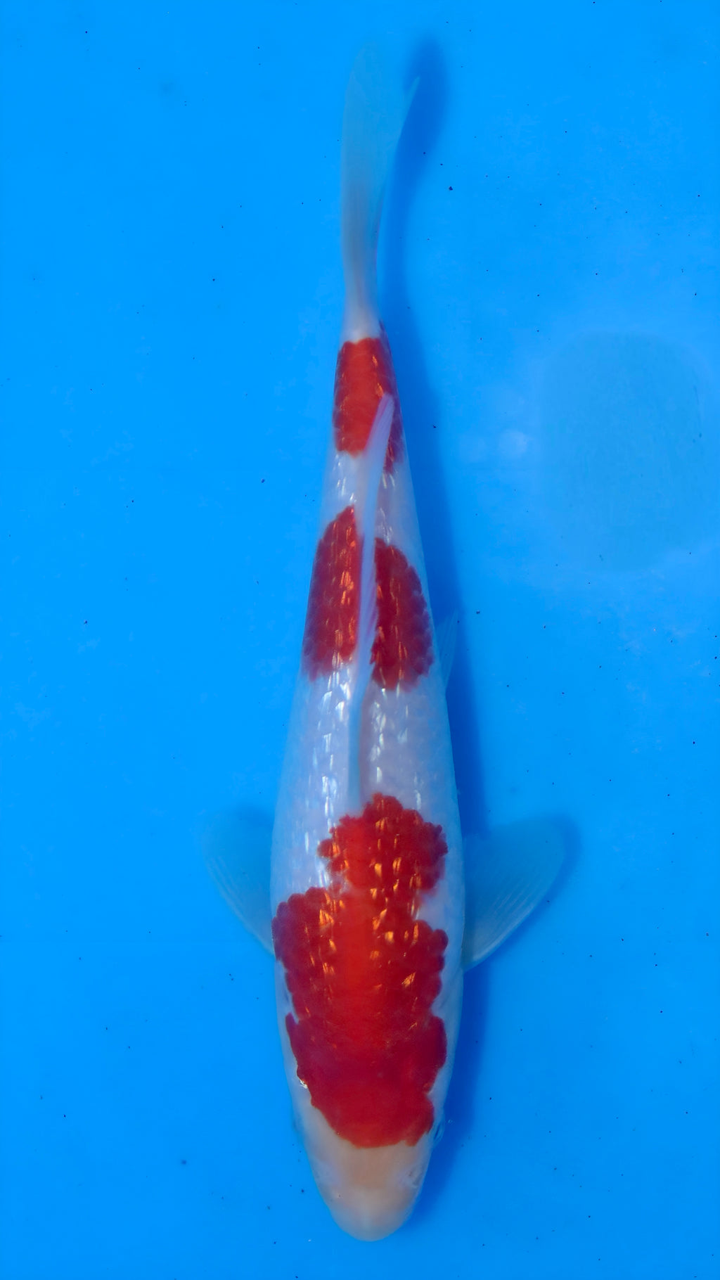 26MOM025S Ginrin kohaku