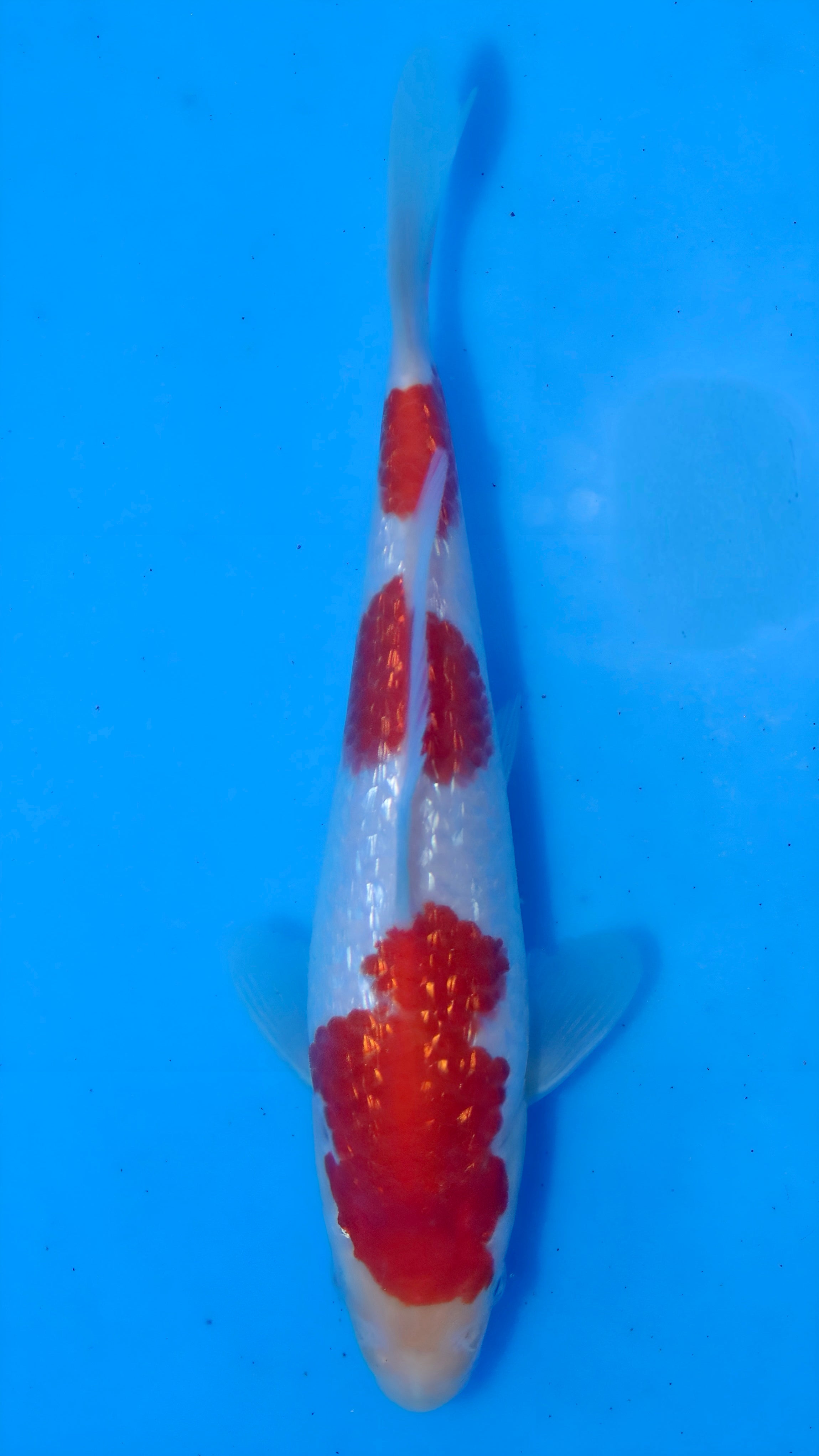 26MOM025S Ginrin kohaku