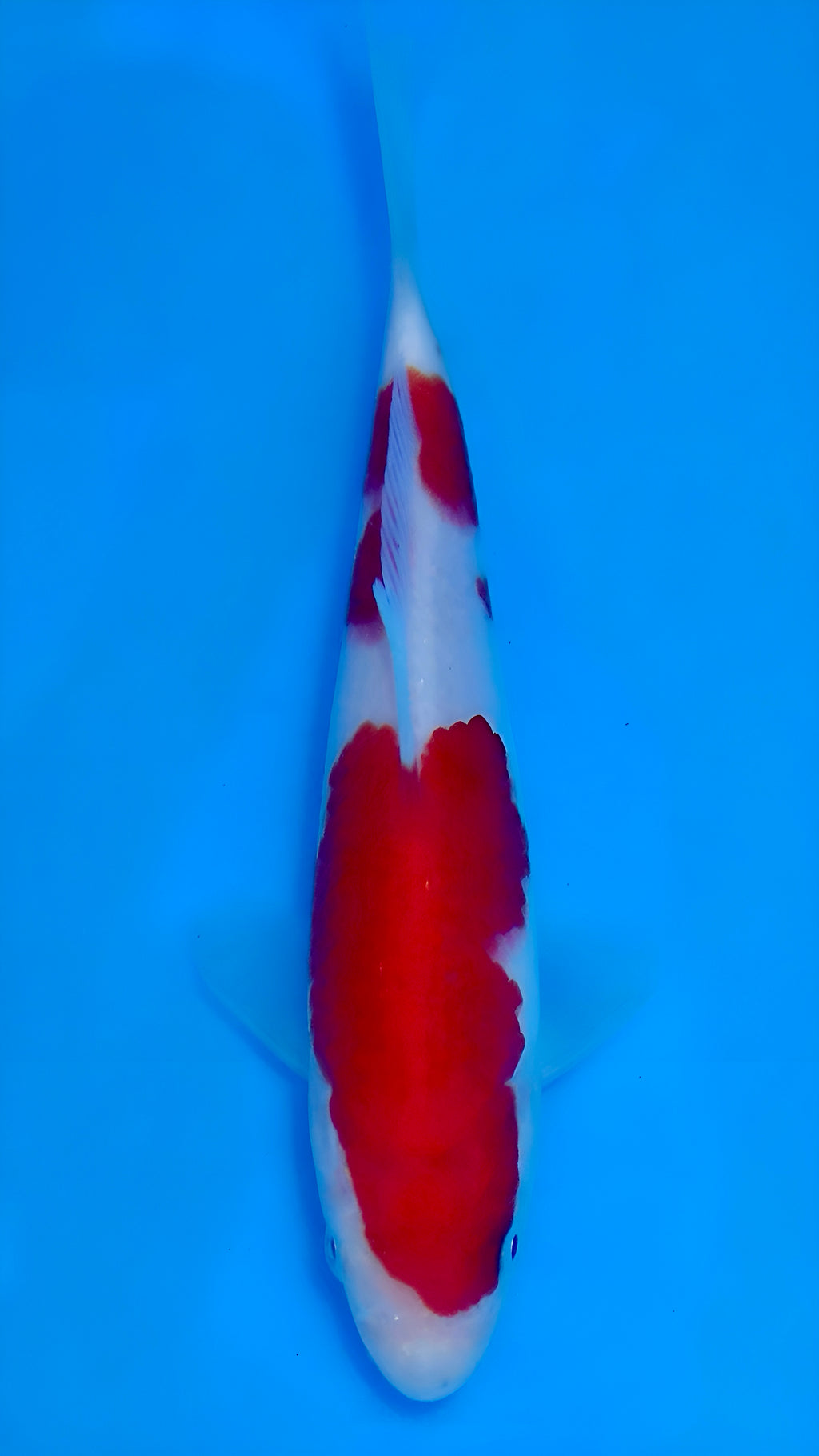 26MOM026S Kohaku
