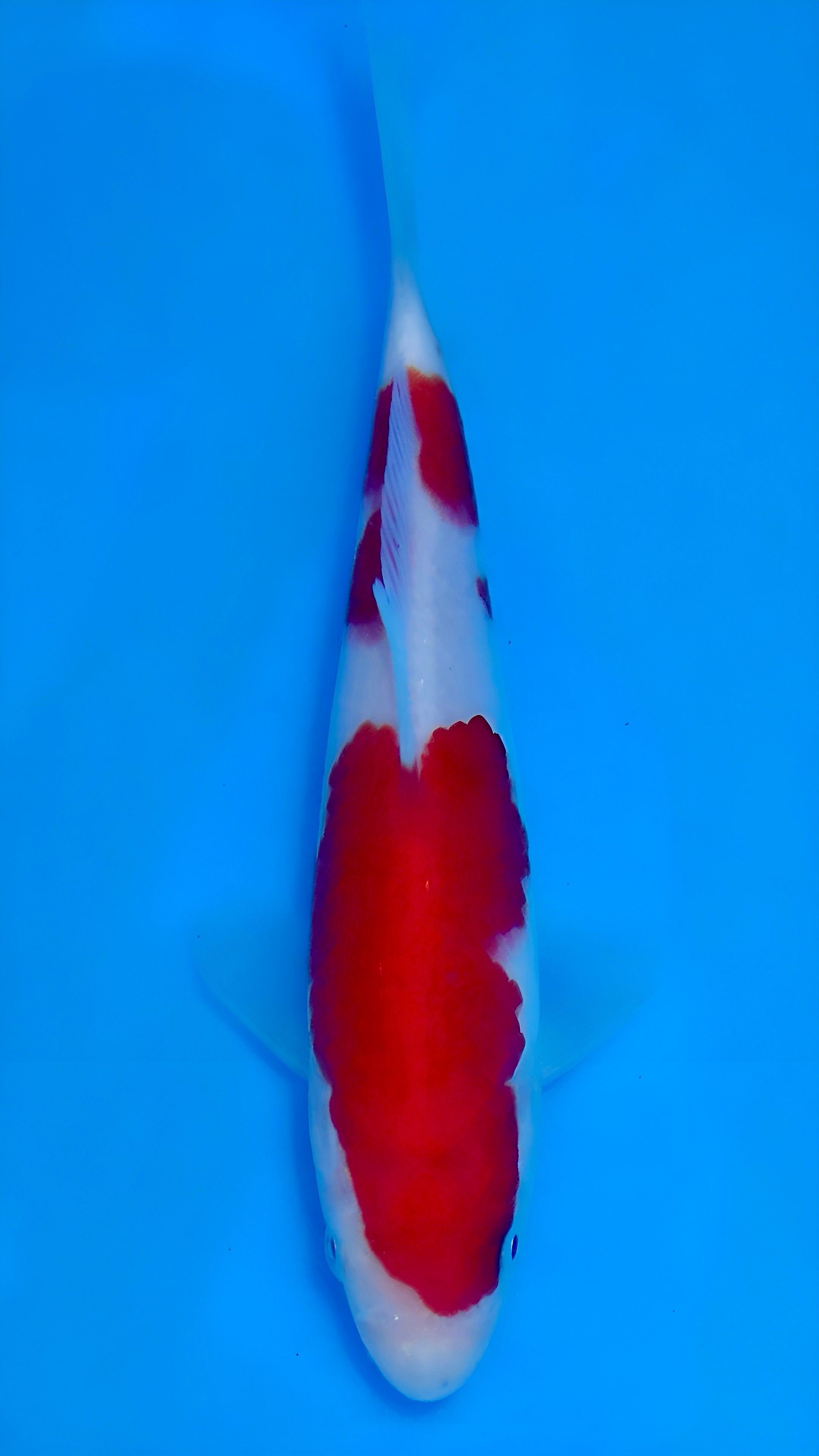 26MOM026S Kohaku