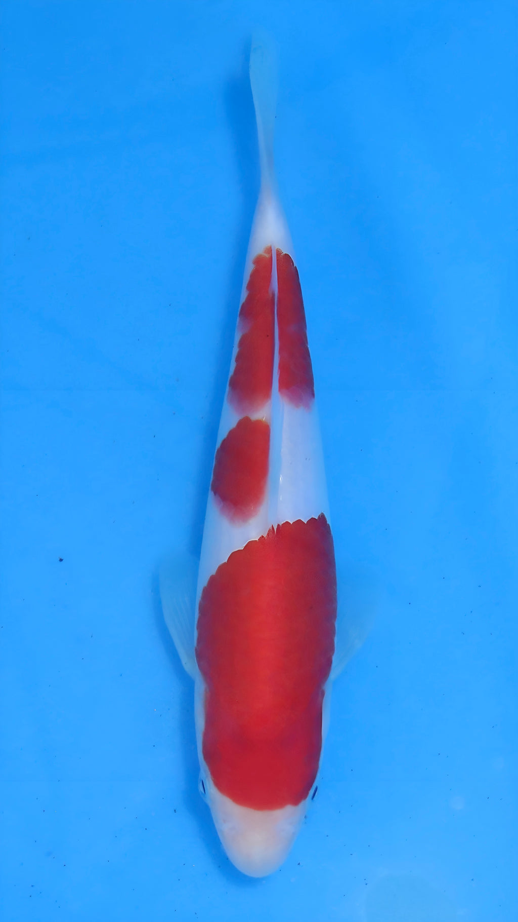 26MOM027S Kohaku