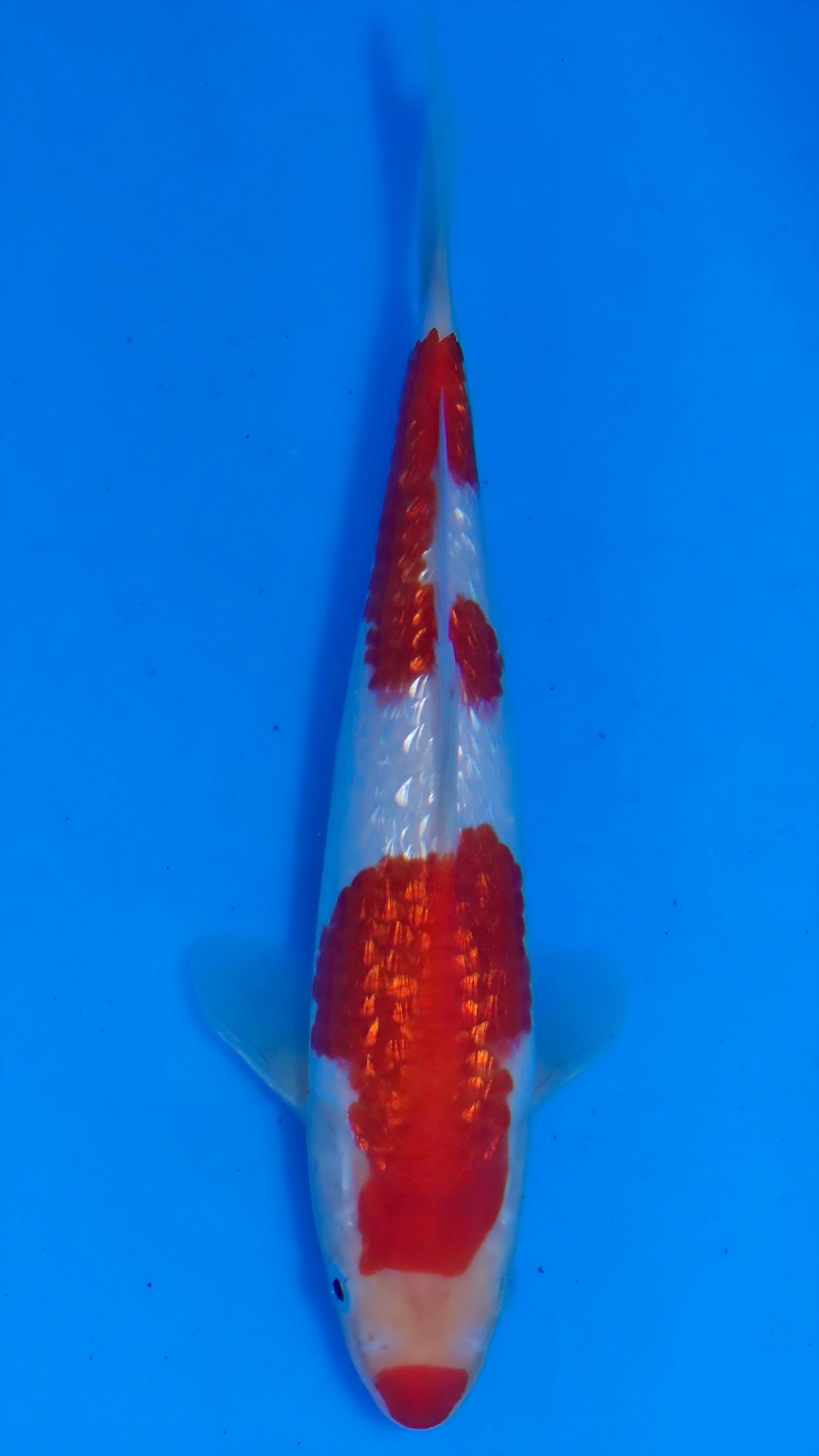 26MOM028S Ginrin kohaku