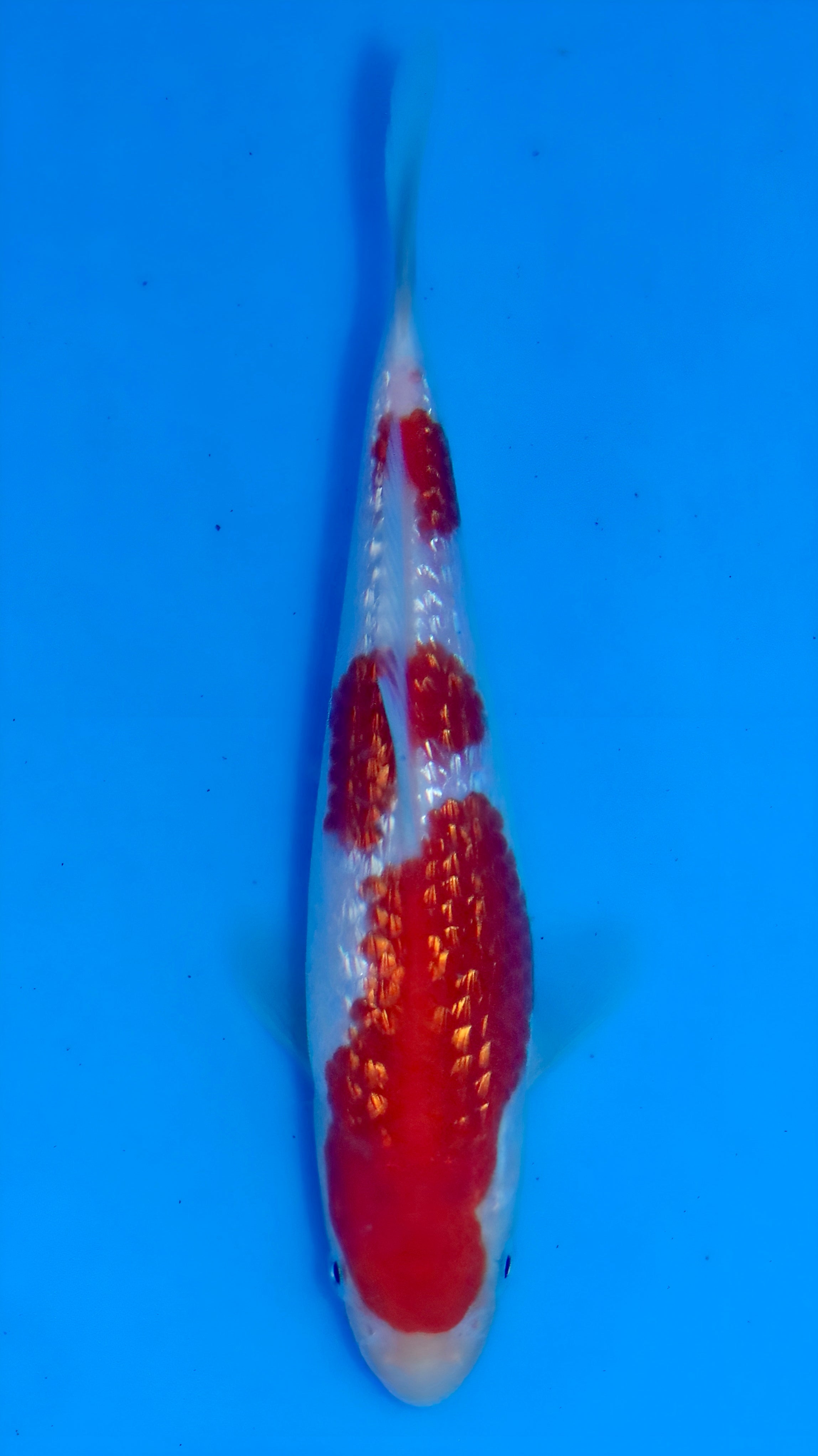 26MOM029S Ginrin kohaku