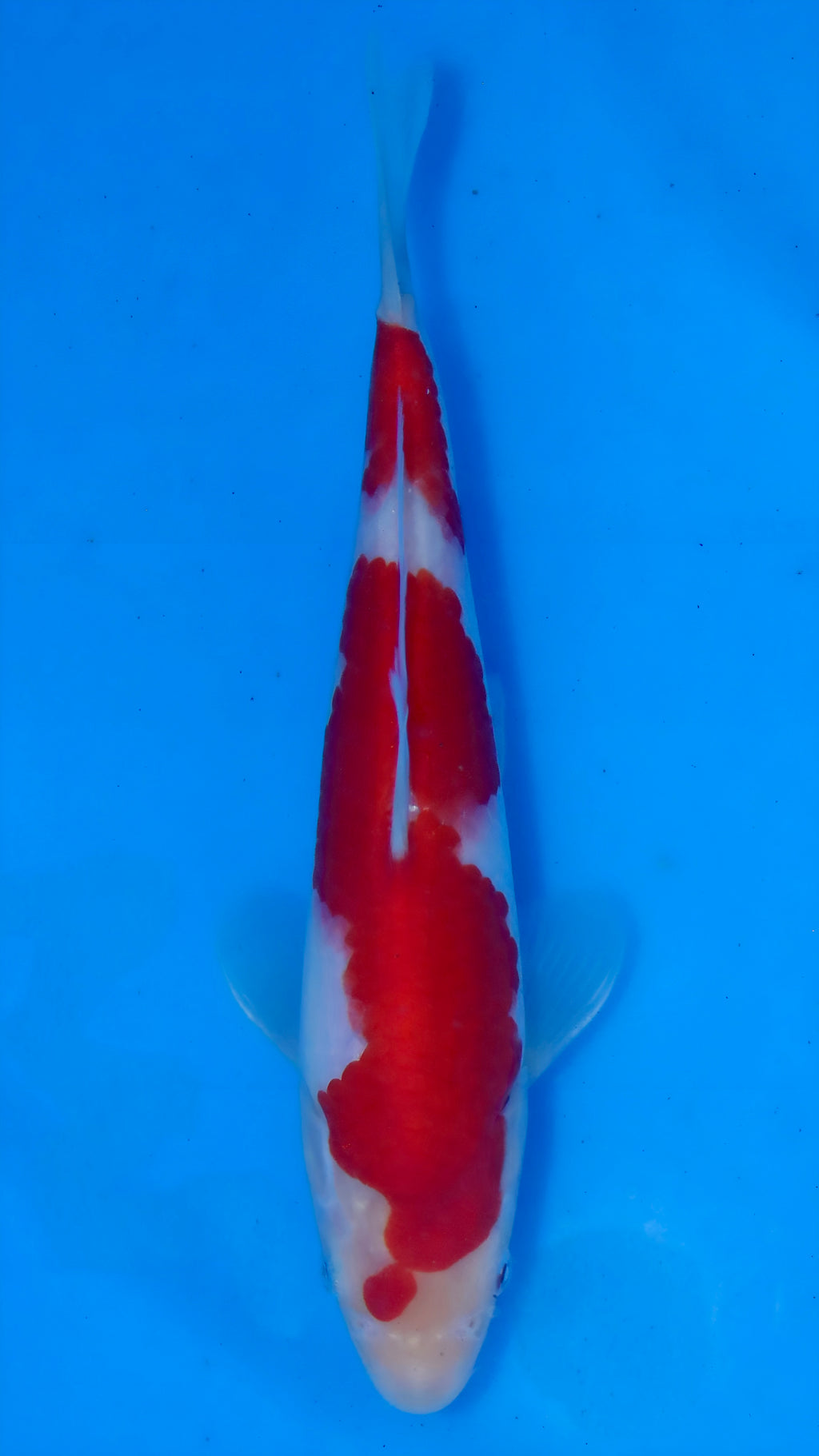 26MOM030S Kohaku