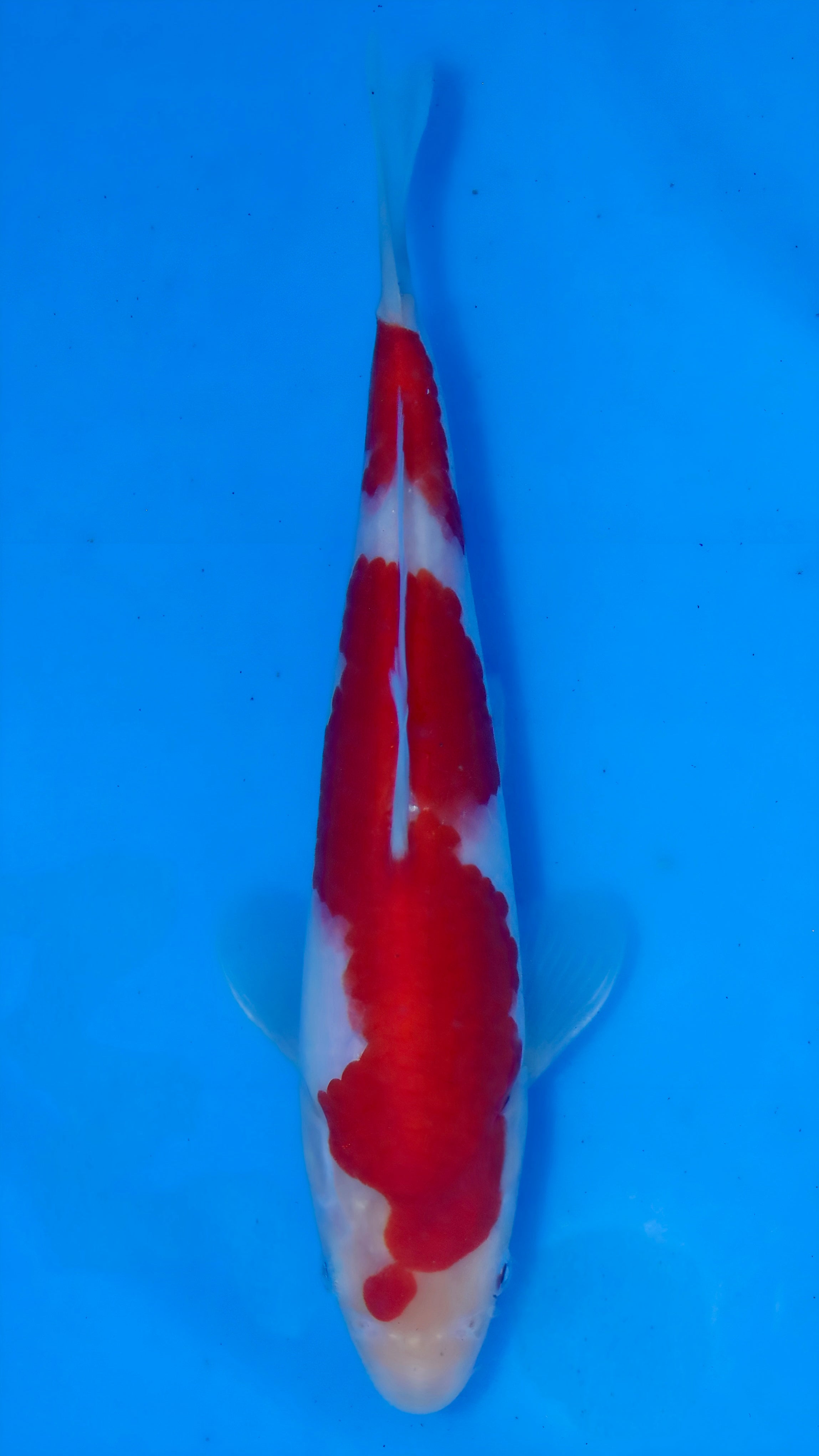 26MOM030S Kohaku