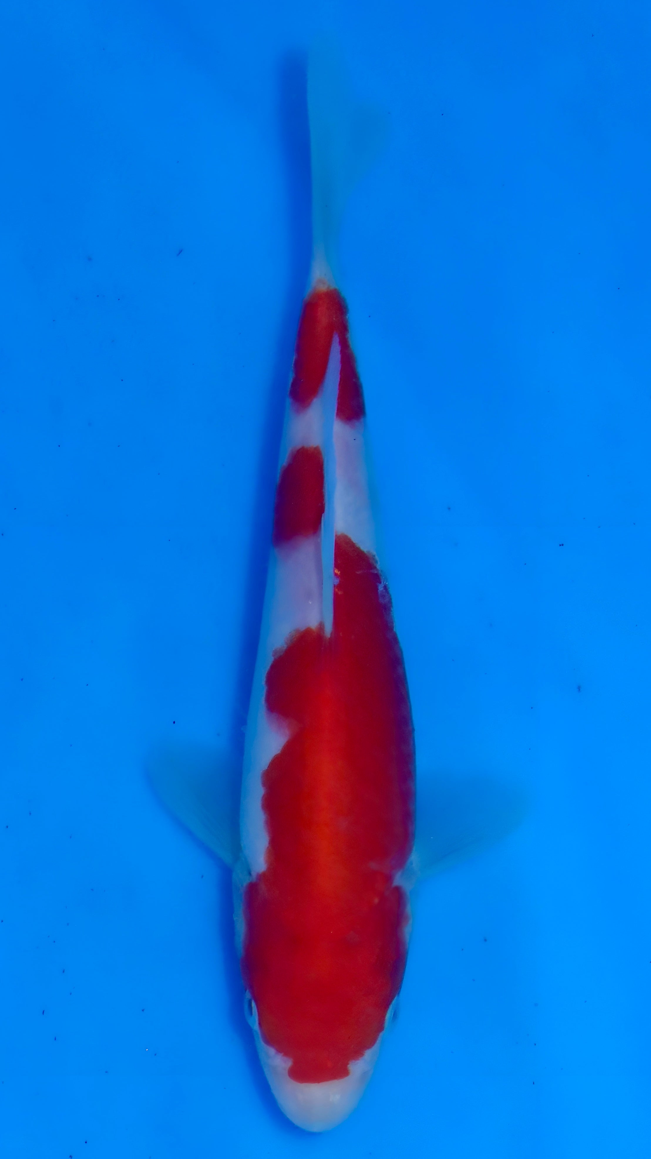 26MOM031S Kohaku