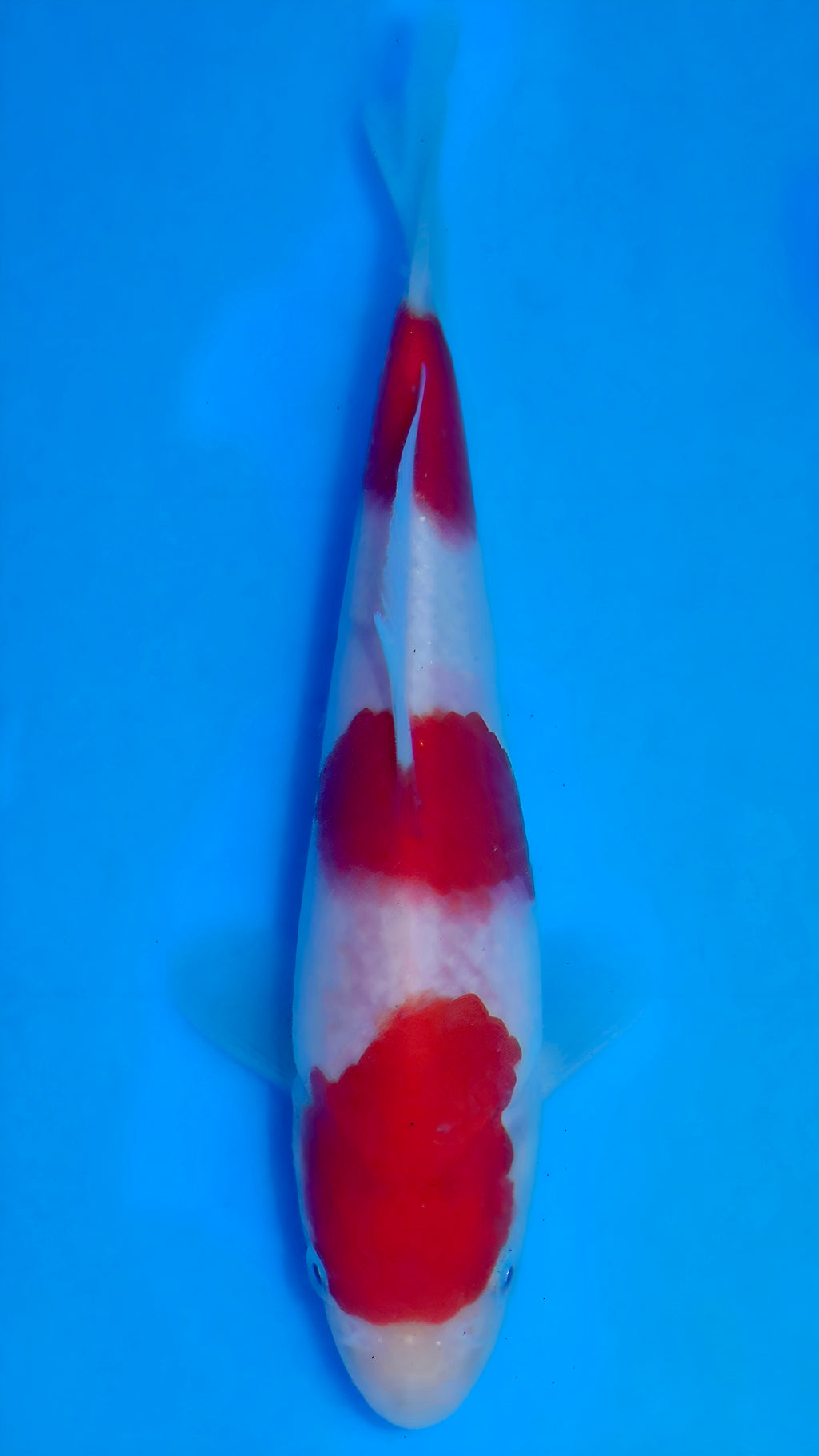 26MOM032S Kohaku