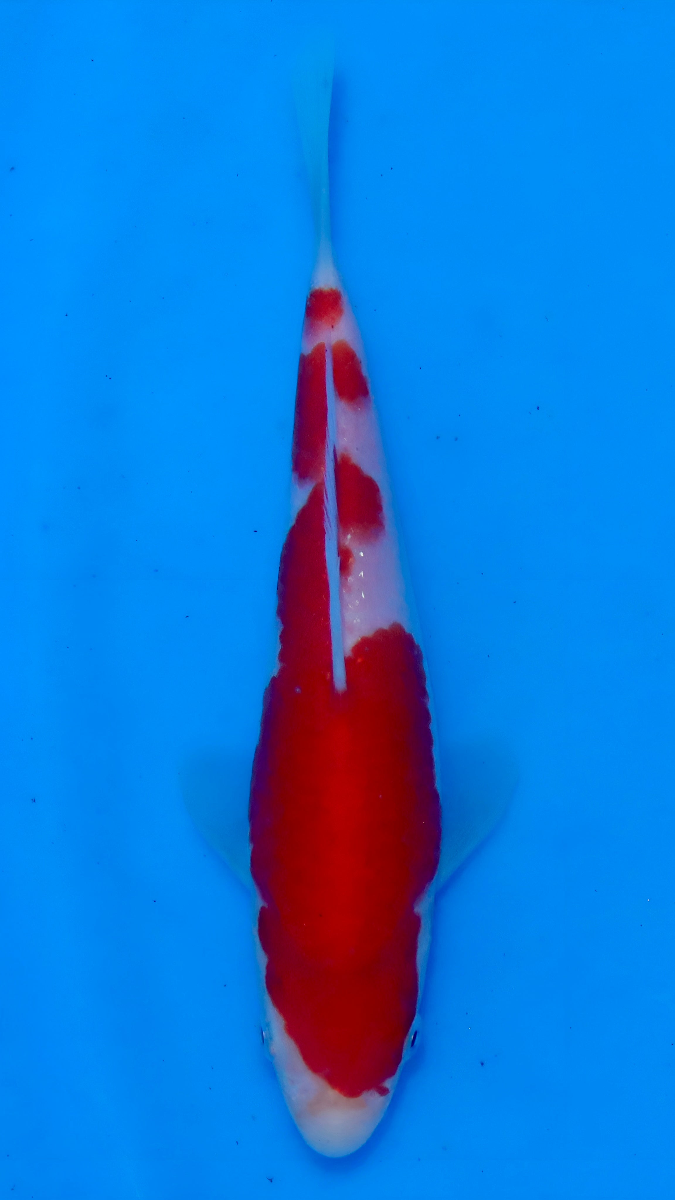 26MOM033S Kohaku