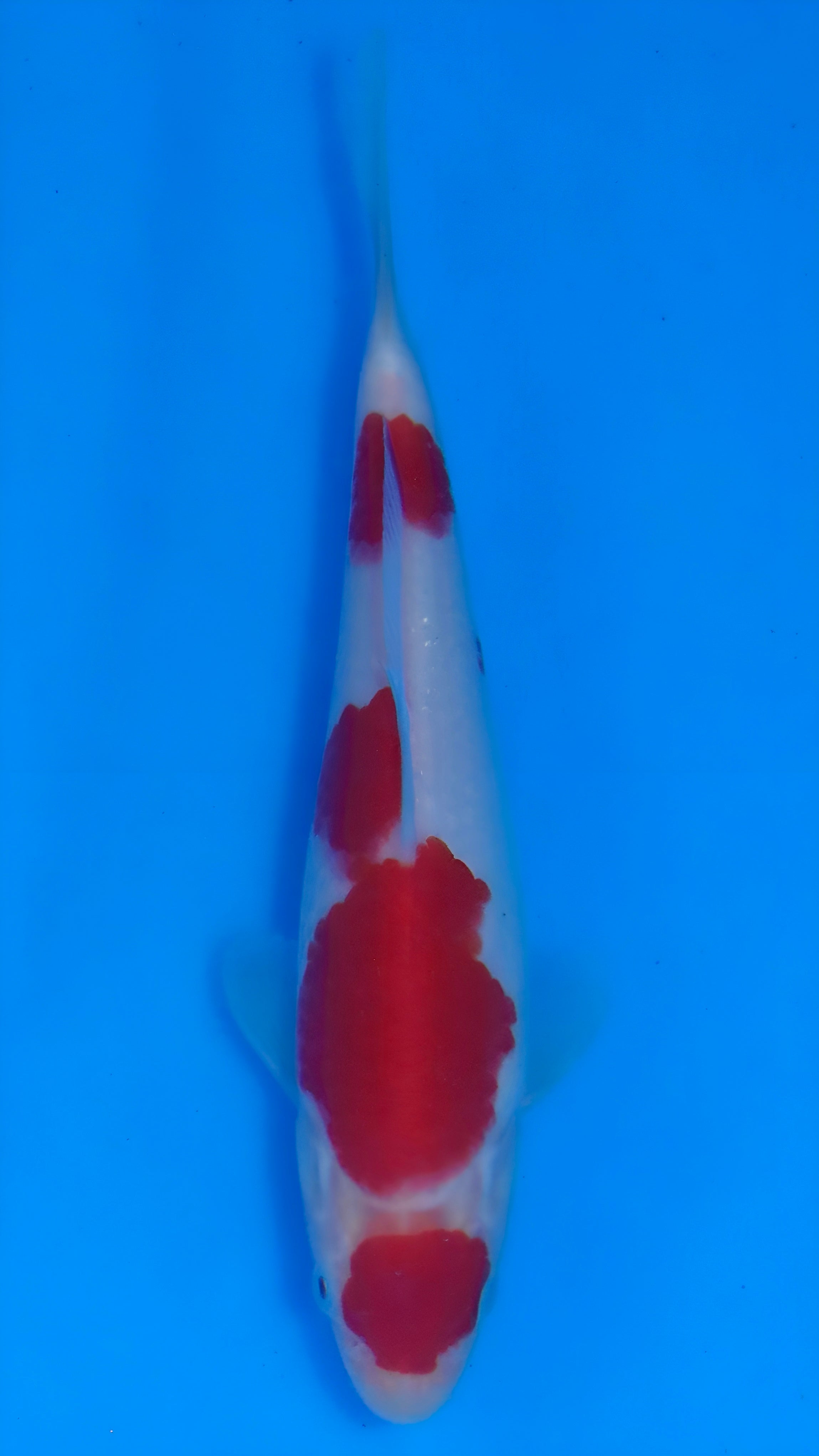 26MOM034S Kohaku