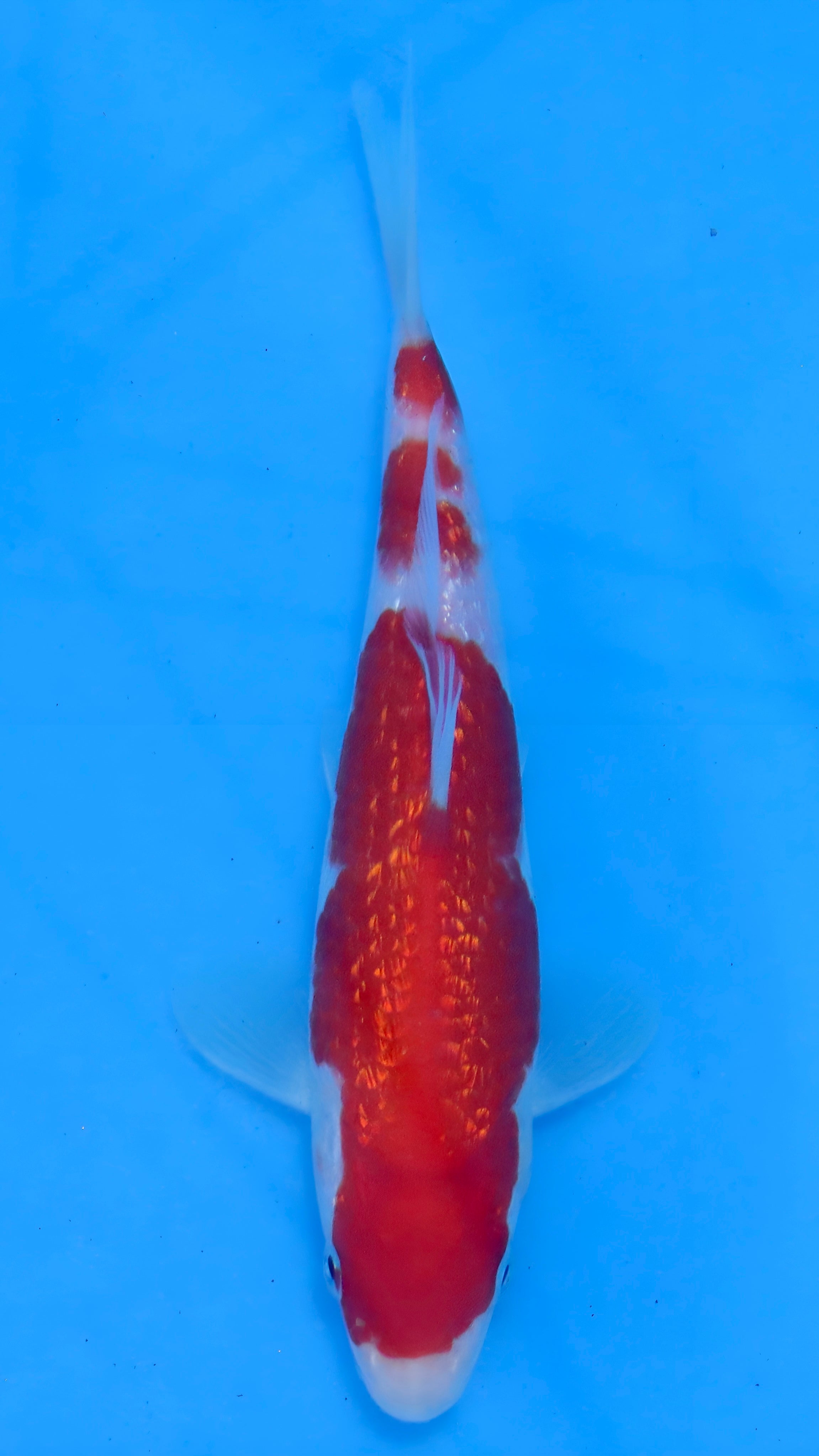 26MOM035S Ginrin kohaku